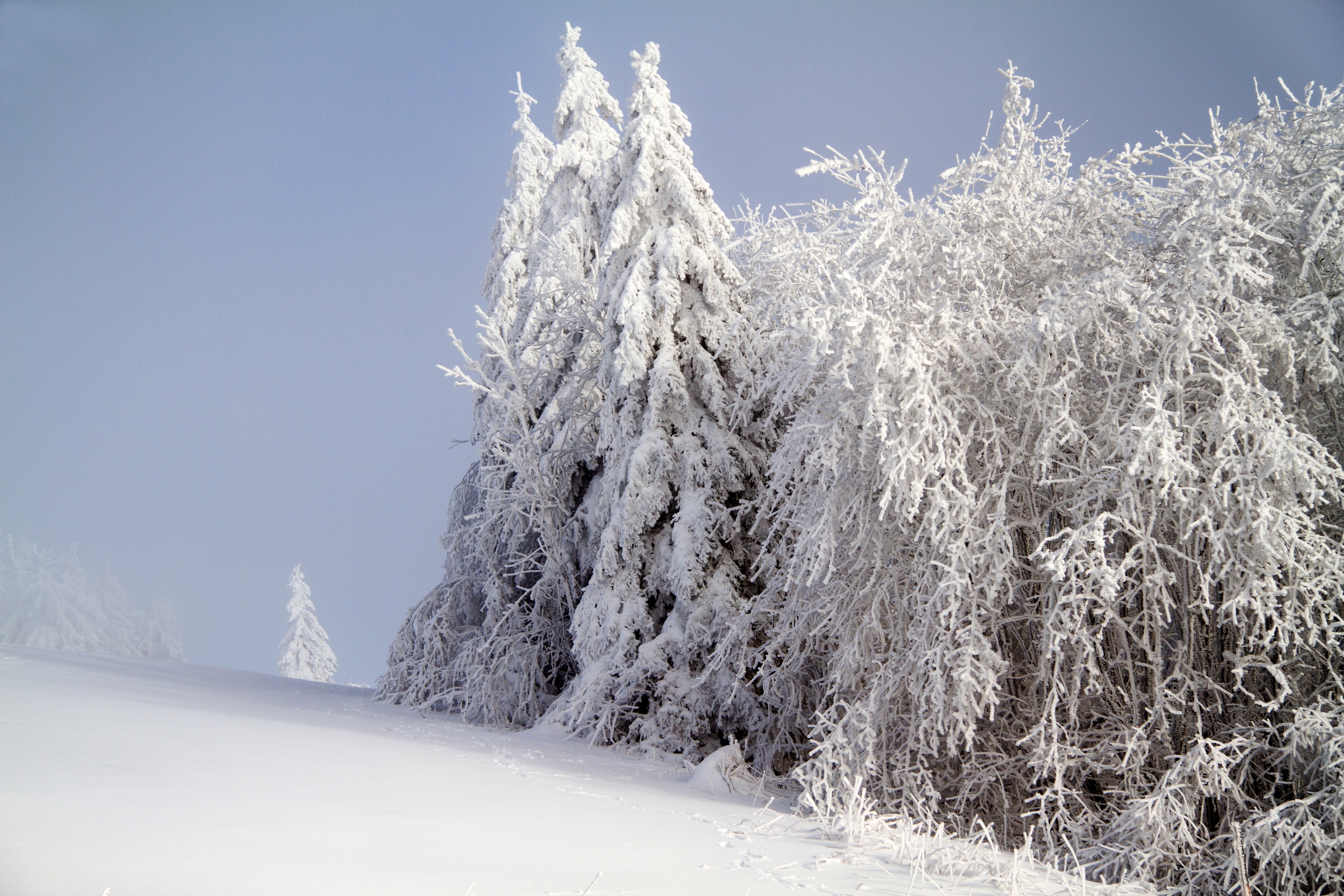 50657 Bild herunterladen winter, natur, schnee, wald - Hintergrundbilder und Bildschirmschoner kostenlos