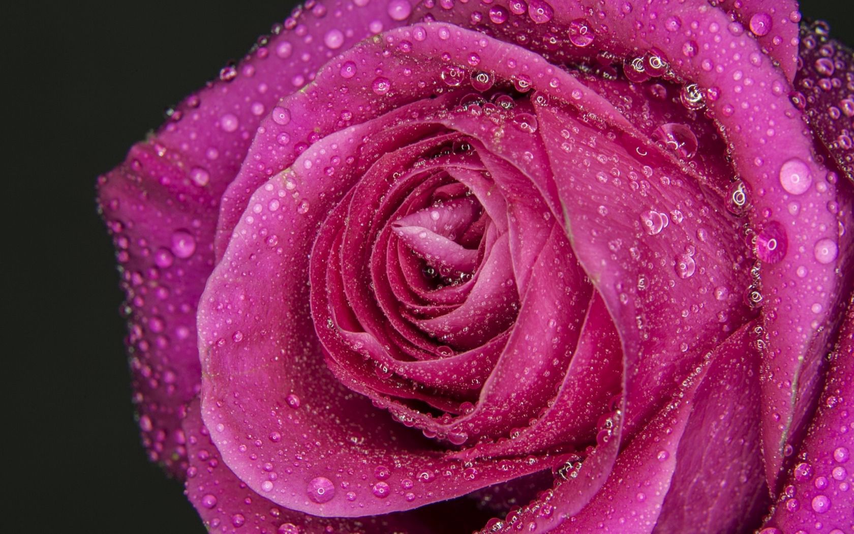 rose flower, petals, drops, macro, rose wallpapers for tablet
