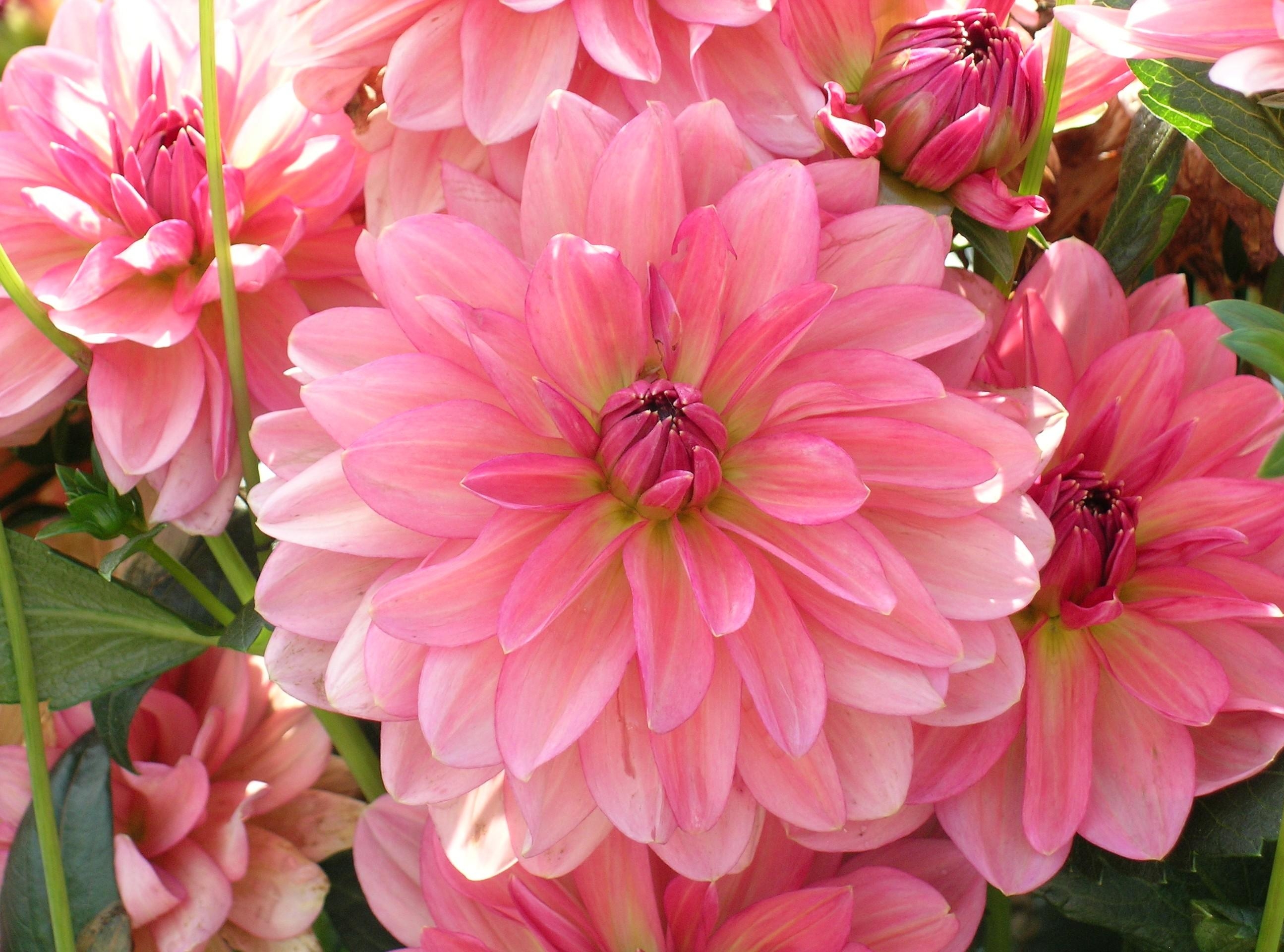 Laden Sie das Nahaufnahme, Blumen, Rosa, Blütenblätter, Nahansicht, Dahlien, Viel-Bild kostenlos auf Ihren PC-Desktop herunter
