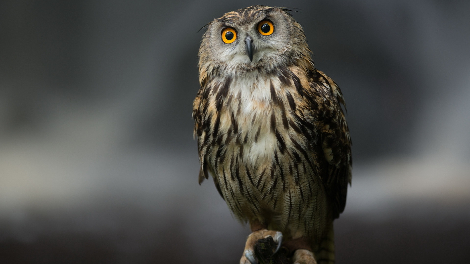 owl, animals, birds HD wallpaper