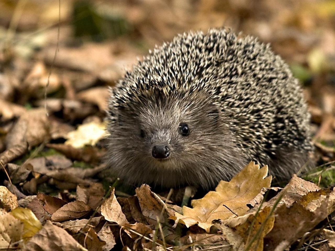 26741 download wallpaper animals, hedgehogs, orange screensavers and pictures for free