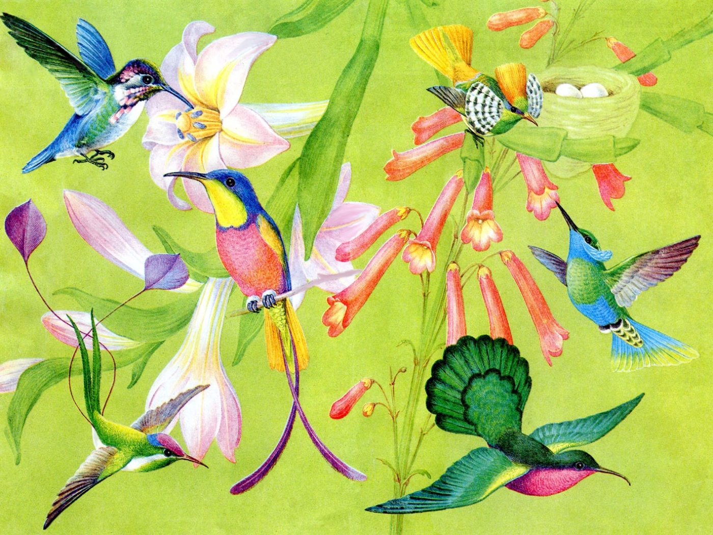 1675壁紙のダウンロード鳥, ハミング鳥, 写真, 緑-スクリーンセーバーと写真を無料で