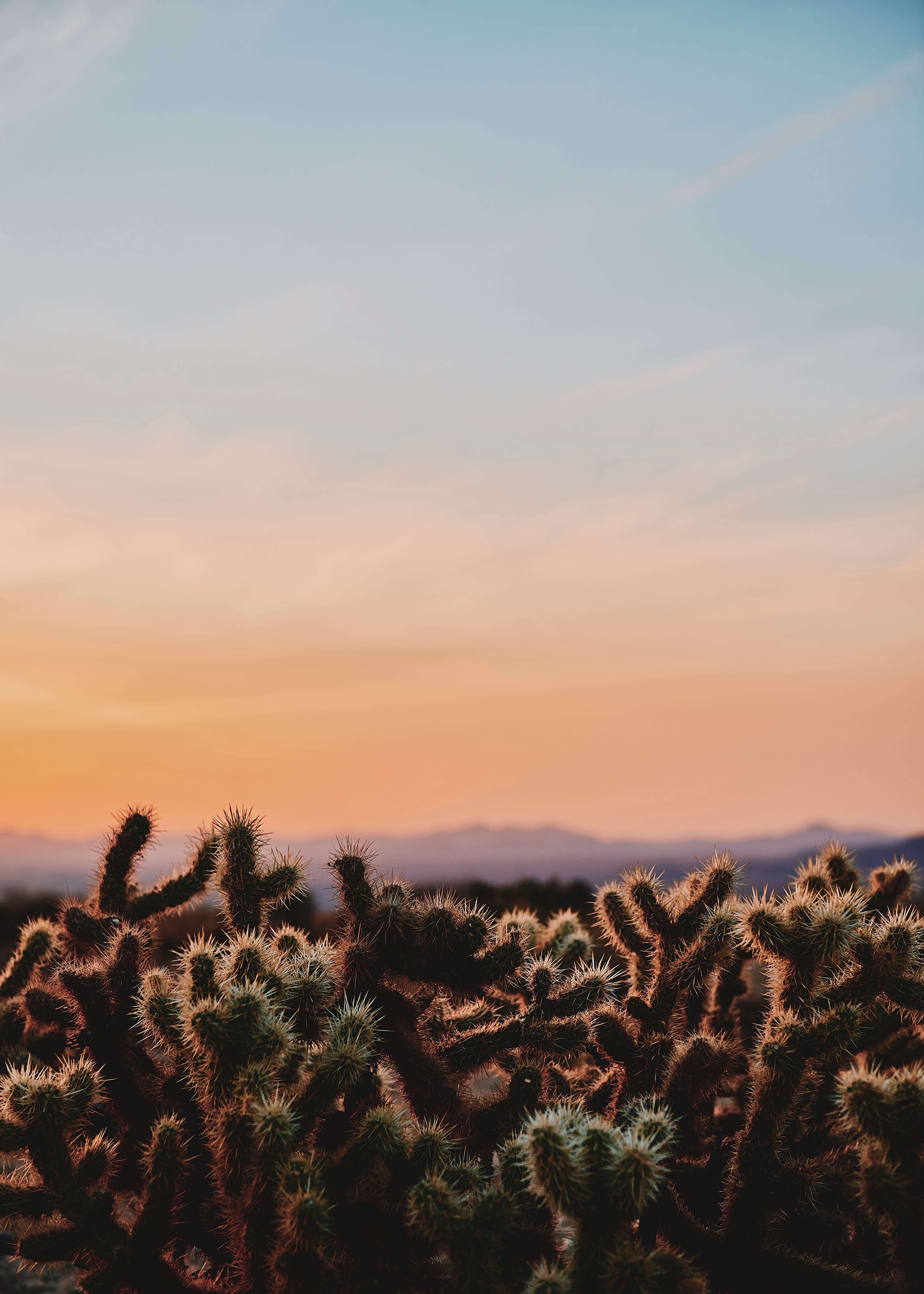 116683 Hintergrundbilder und Kaktus Bilder auf dem Desktop. Laden Sie natur, wüste, usa, abend, wilde natur, wildlife, stacheldraht, stacheligen, kaktus, kalifornien, joshua-three-nationalpark, joshua-drei-nationalpark Bildschirmschoner kostenlos auf den PC herunter