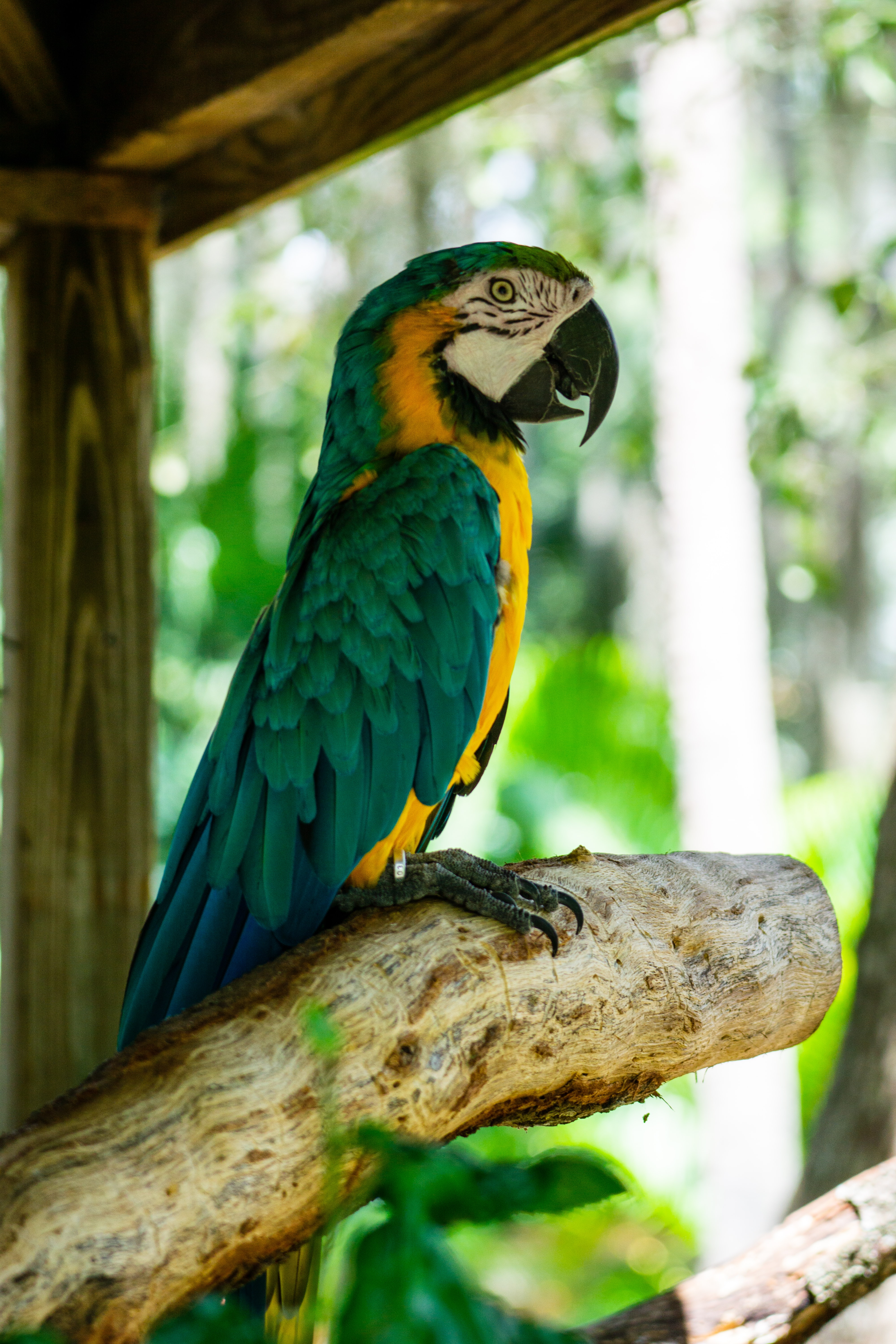 Laden Sie das Tiere, Papageien, Vogel, Holz, Baum, Profil, Ara-Bild kostenlos auf Ihren PC-Desktop herunter
