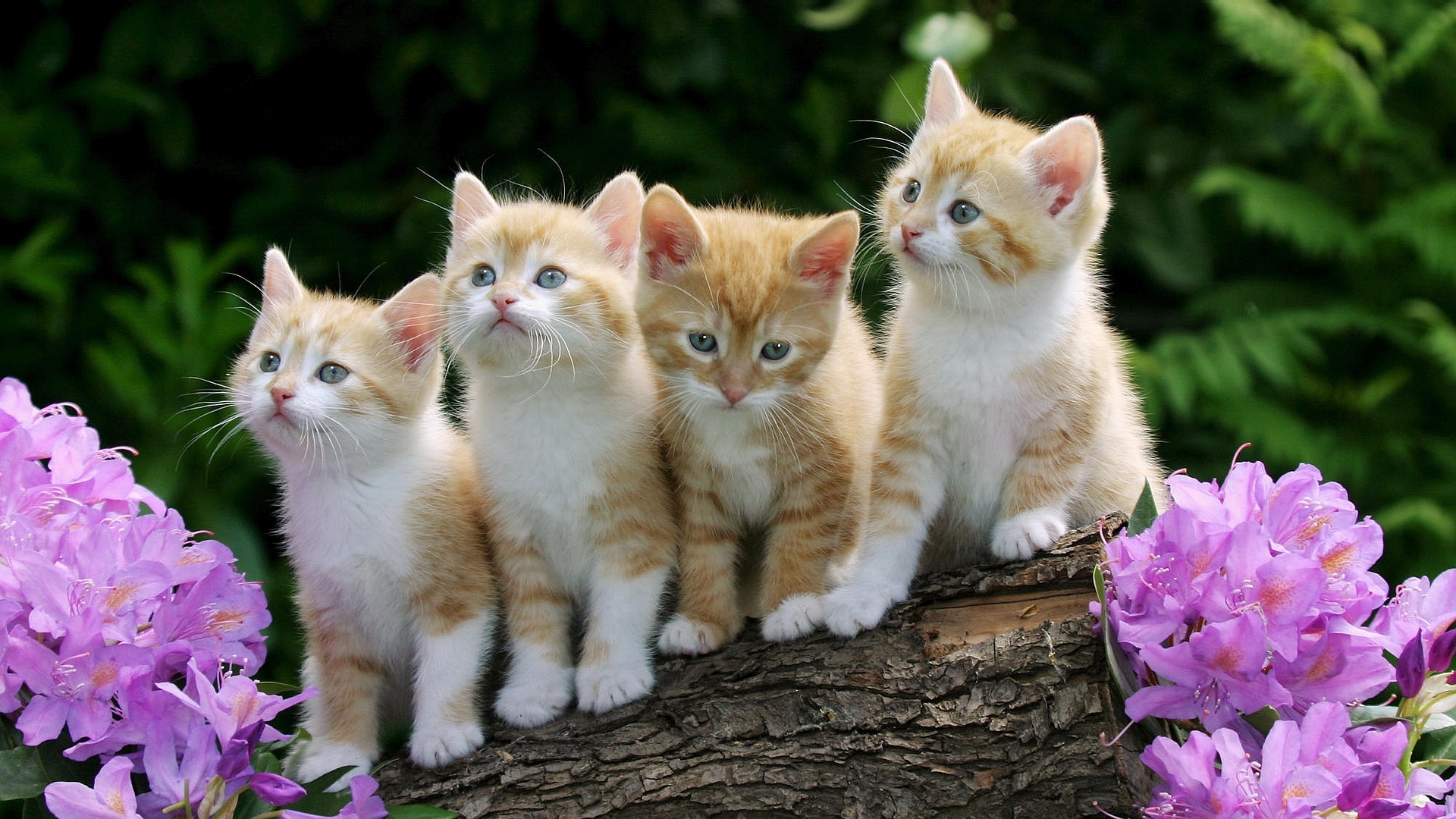 Descargar las imágenes de Gatos gratis para teléfonos Android y iPhone,  fondos de pantalla de Gatos para teléfonos móviles