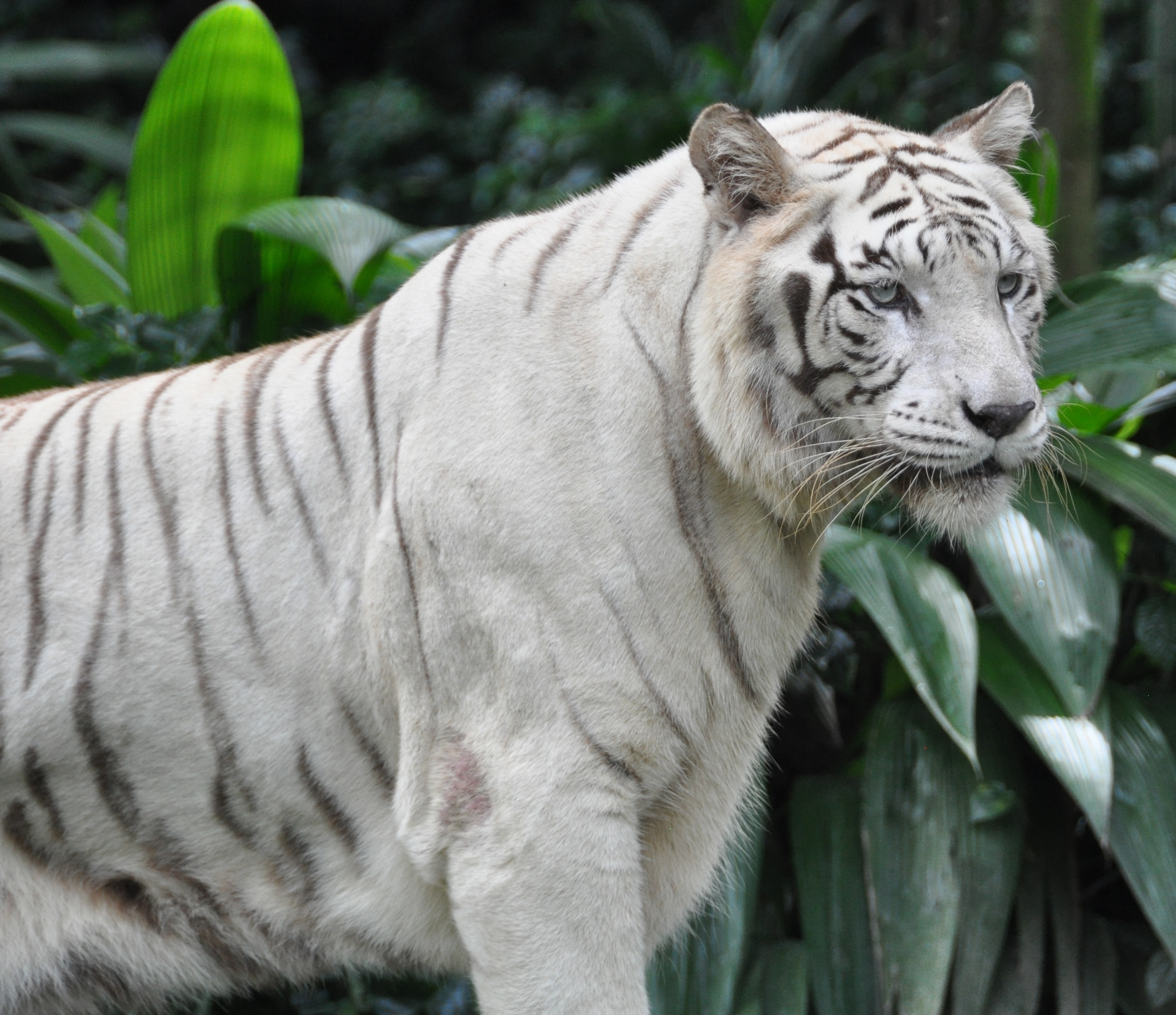 animals, predator, big cat, sight, opinion, tiger, bengal tiger