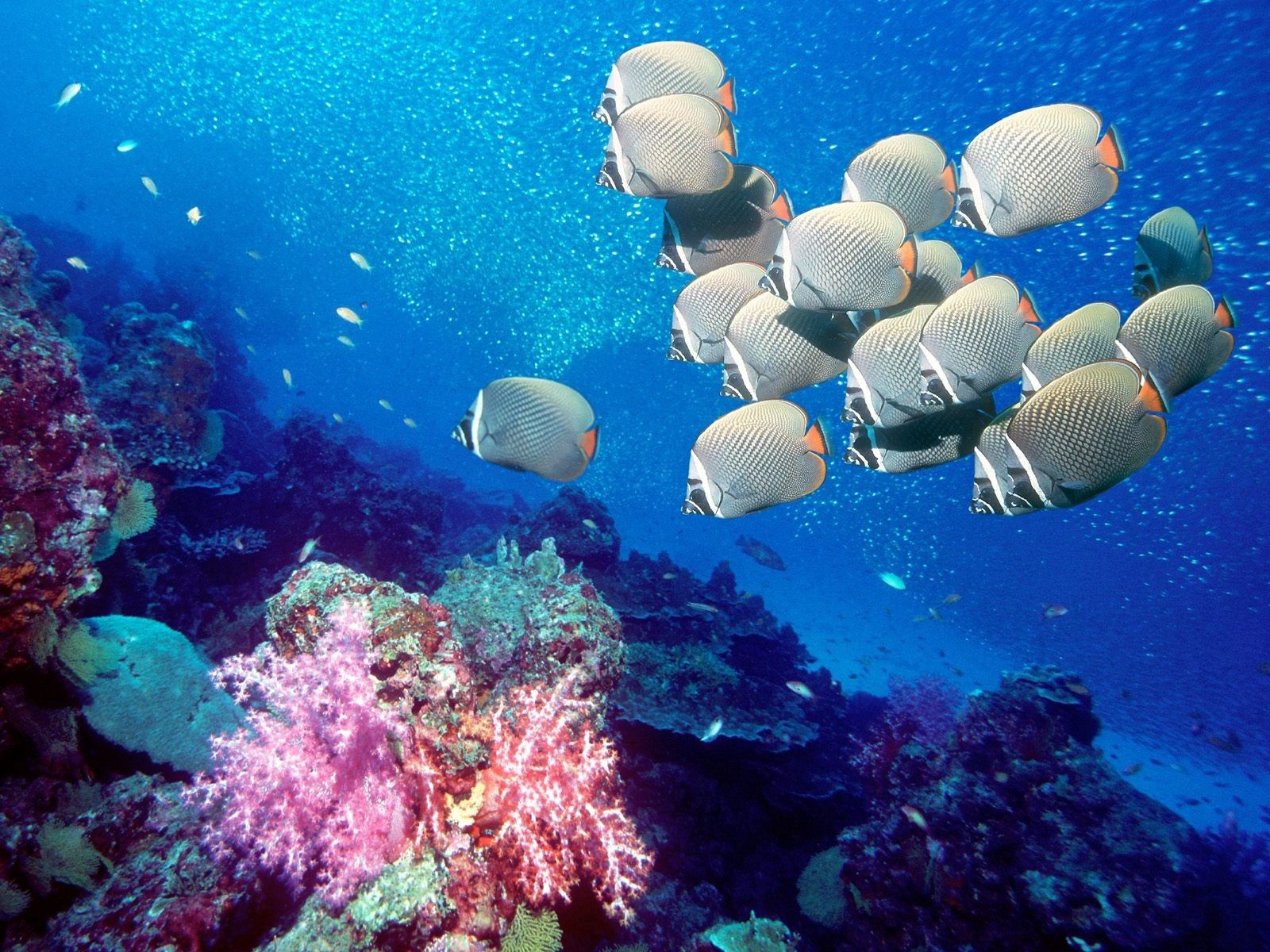 Laden Sie das Unterwasserwelt, Tiere, Schwimmen, Ein Fisch, Fisch, Seetang, Algen-Bild kostenlos auf Ihren PC-Desktop herunter