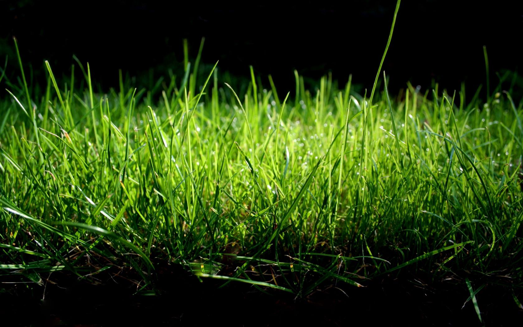 macro, grass, green, wet, shadow, humid Full HD