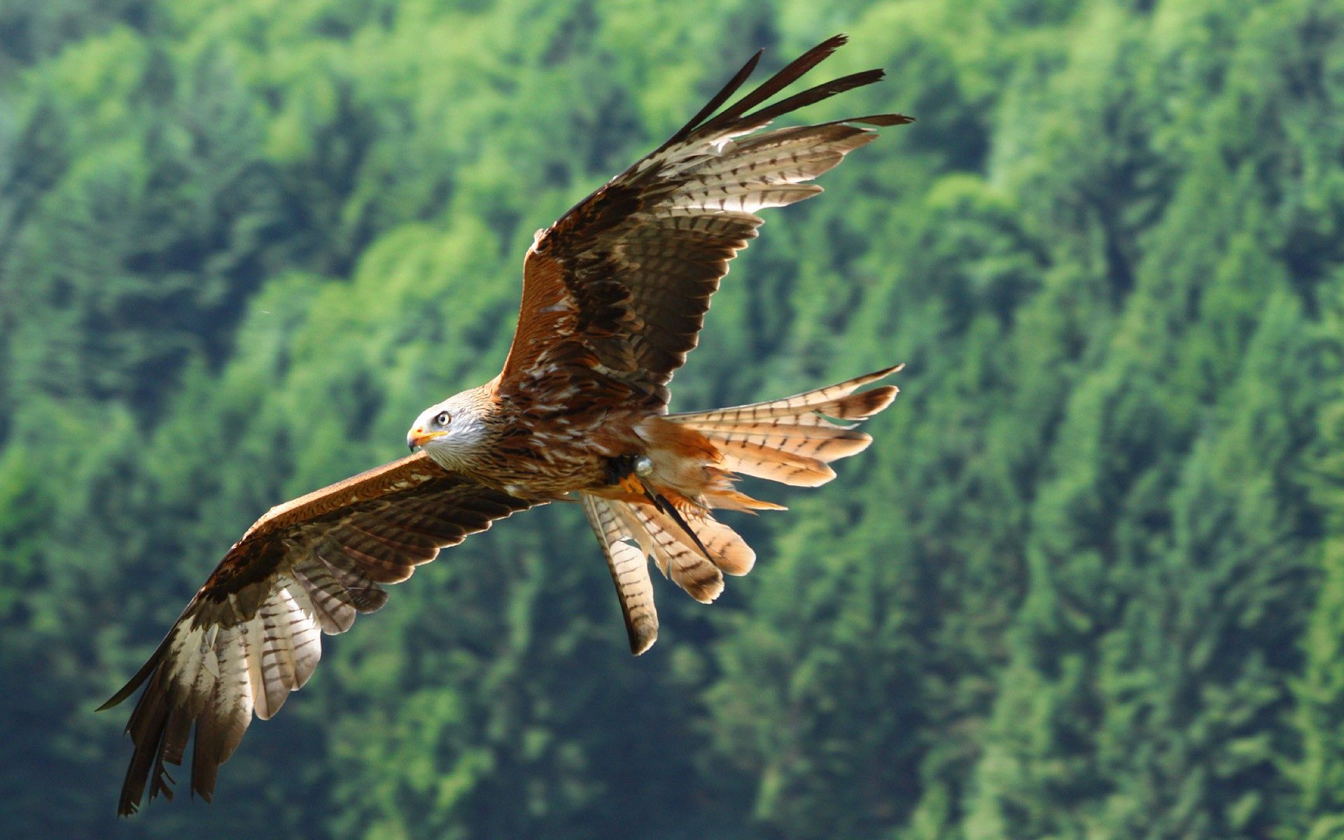 eagle, animals, bird, predator, flight