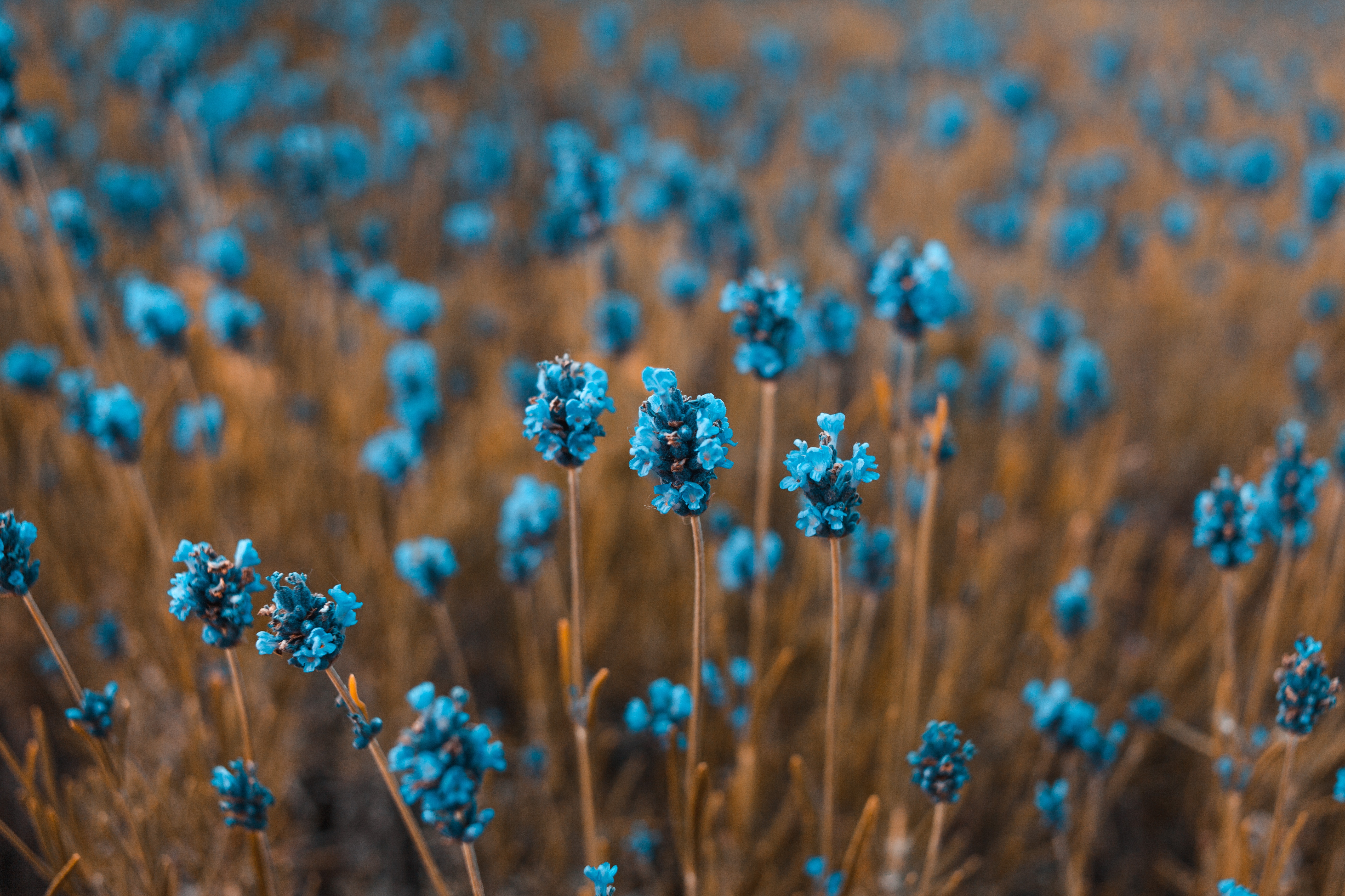 blur, flowers, smooth, field