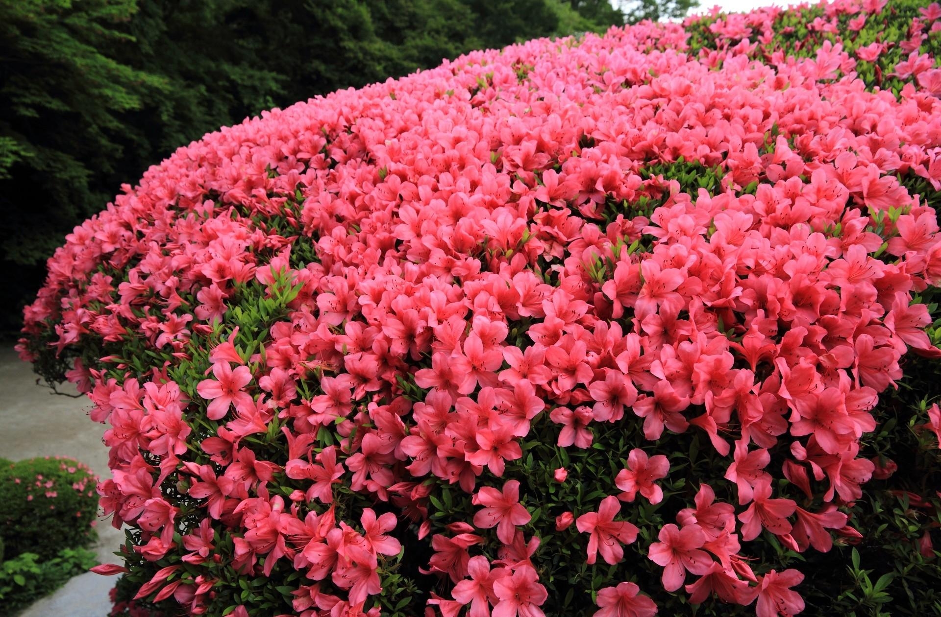 it's beautiful, flowers, bush, bloom, flowering, garden, handsomely, azalea HD wallpaper