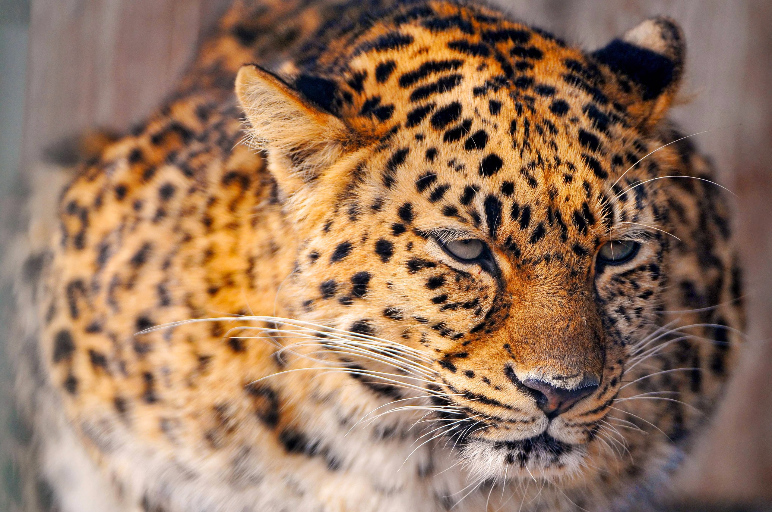 animals, snow, cat, leopard, sad, large, big