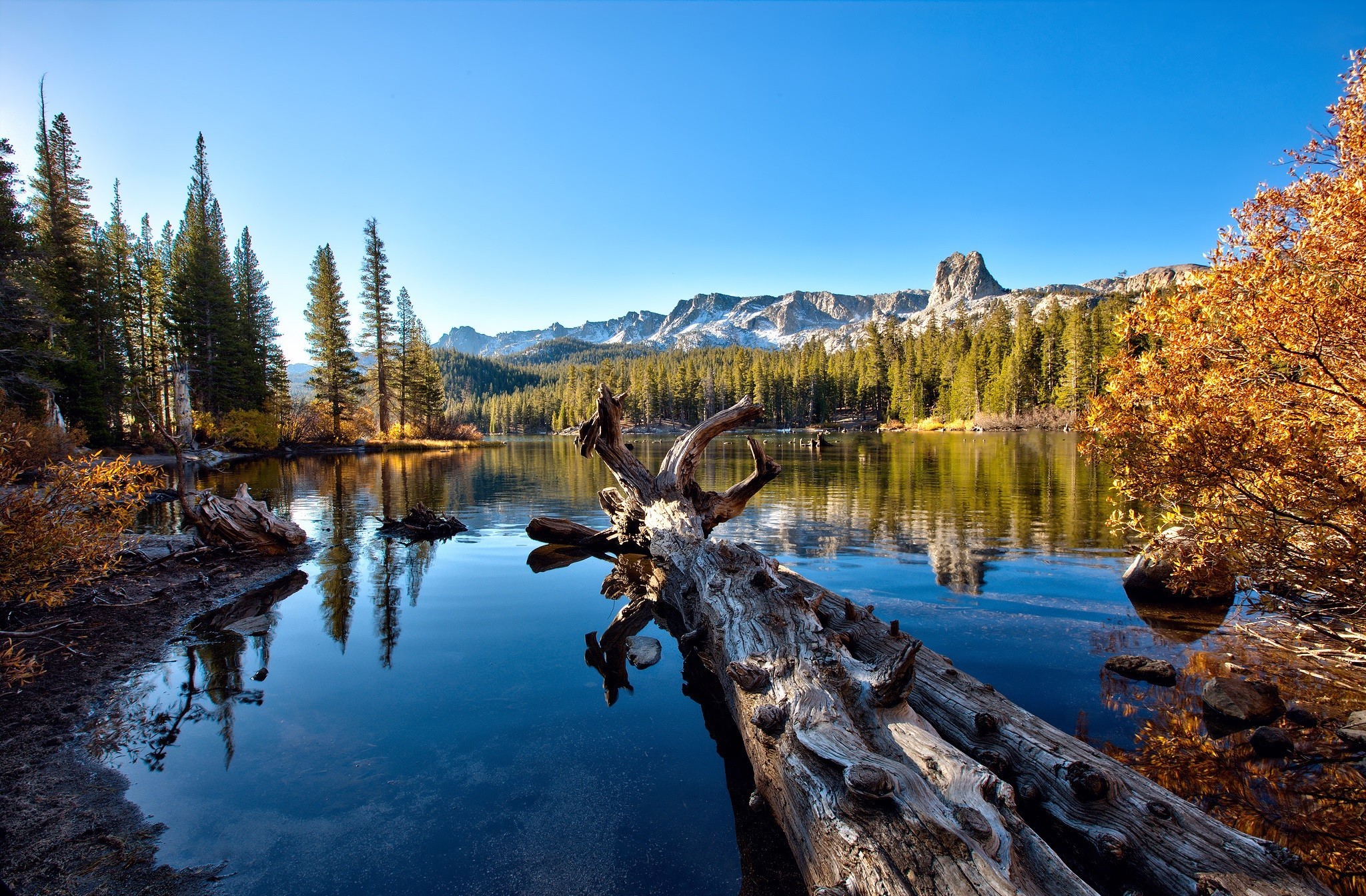 earth, lake, fall, pine, trunk, lakes 1080p