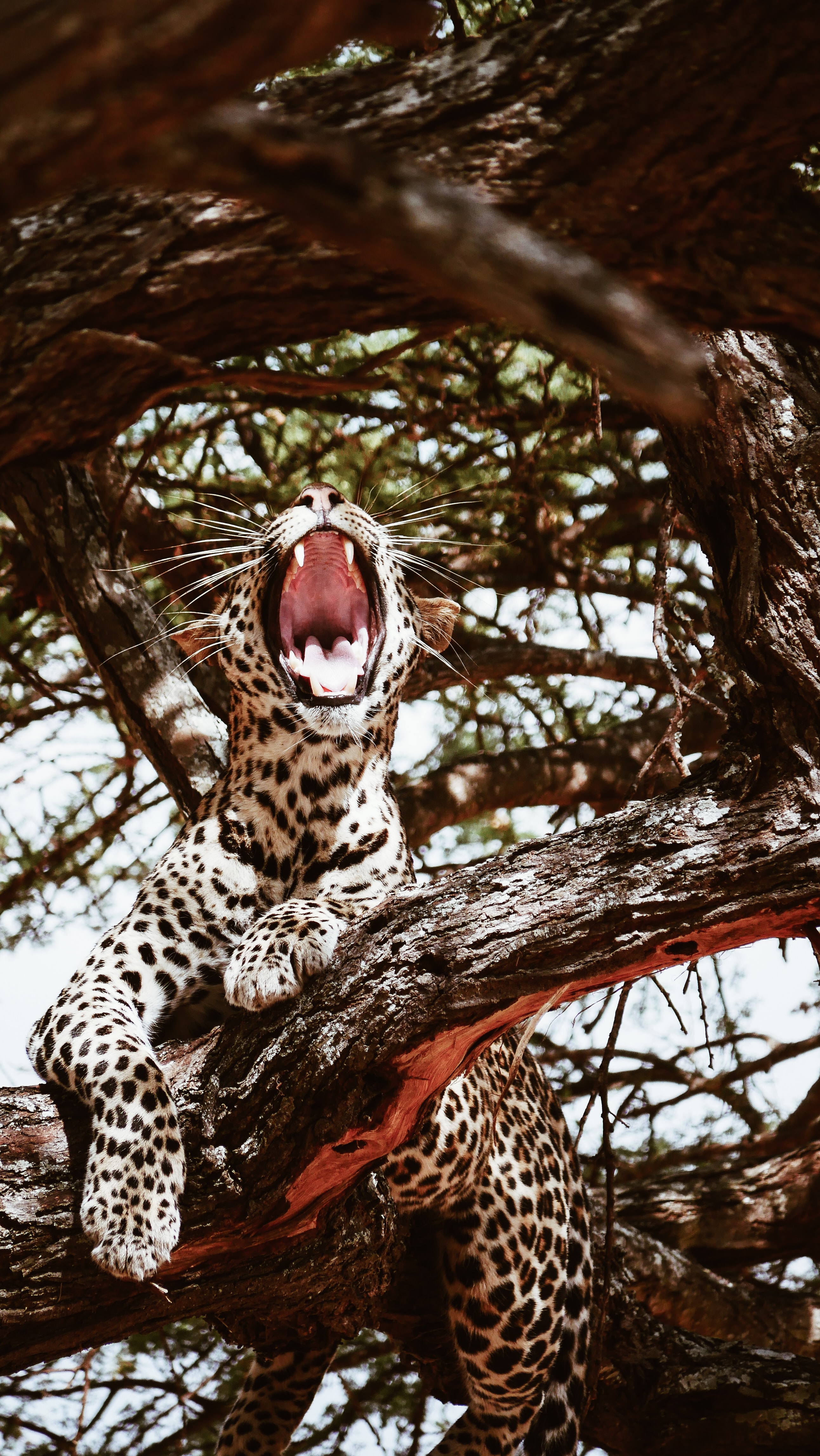 128178 Hintergrundbild herunterladen tiere, leopard, fallen, raubtier, predator, große katze, big cat, mund - Bildschirmschoner und Bilder kostenlos