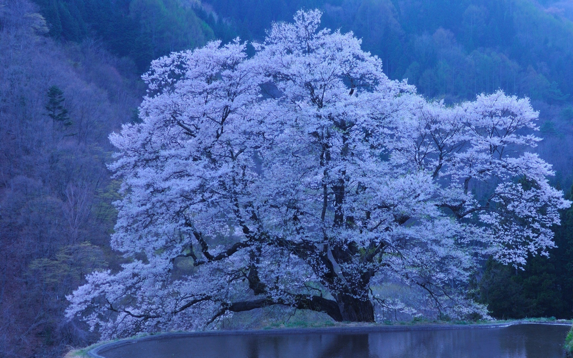 32936 Bildschirmschoner und Hintergrundbilder Sakura auf Ihrem Telefon. Laden Sie blau, landschaft, bäume Bilder kostenlos herunter
