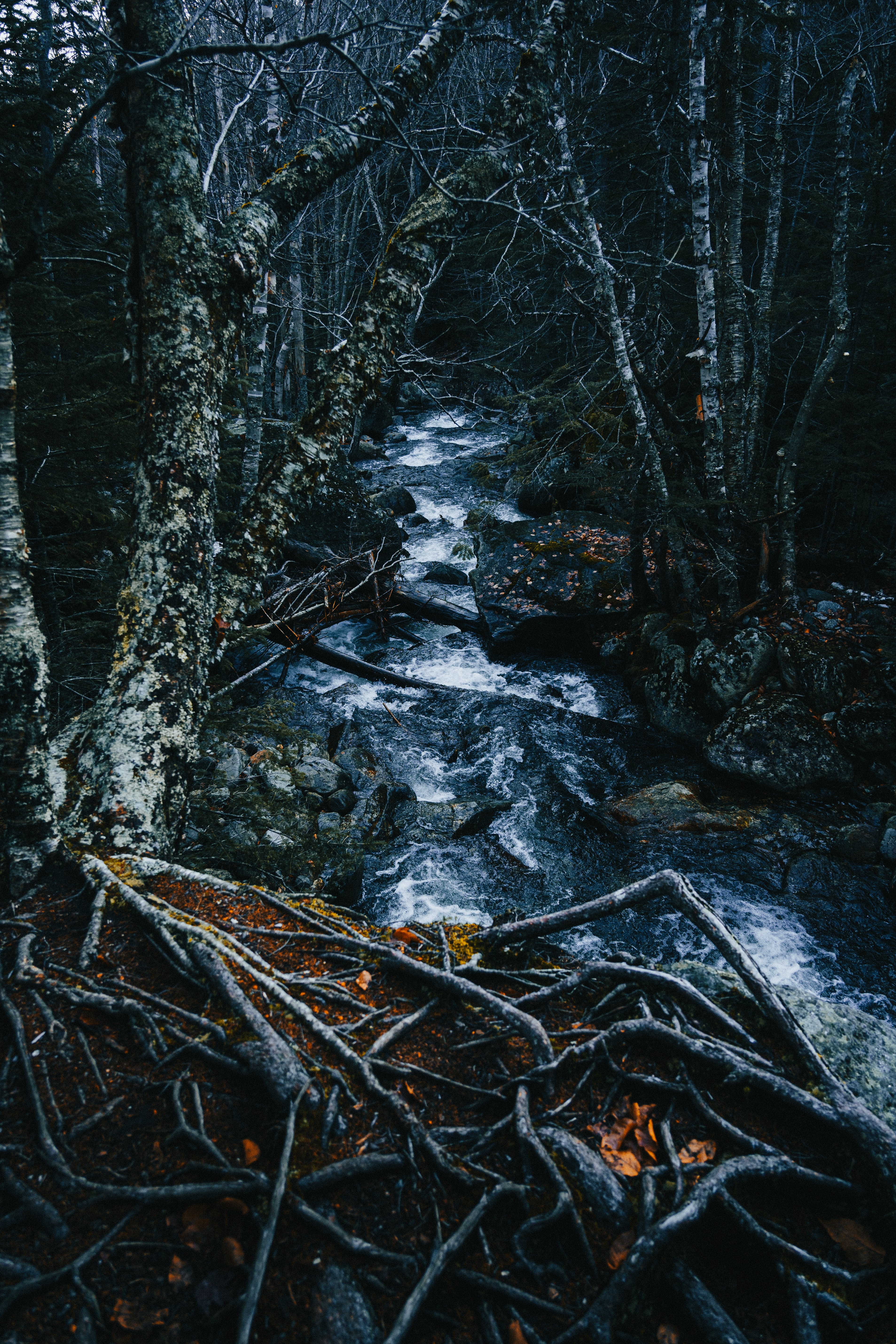 Laden Sie das Natur, Flüsse, Bäume, Wald, Brook, Bach-Bild kostenlos auf Ihren PC-Desktop herunter
