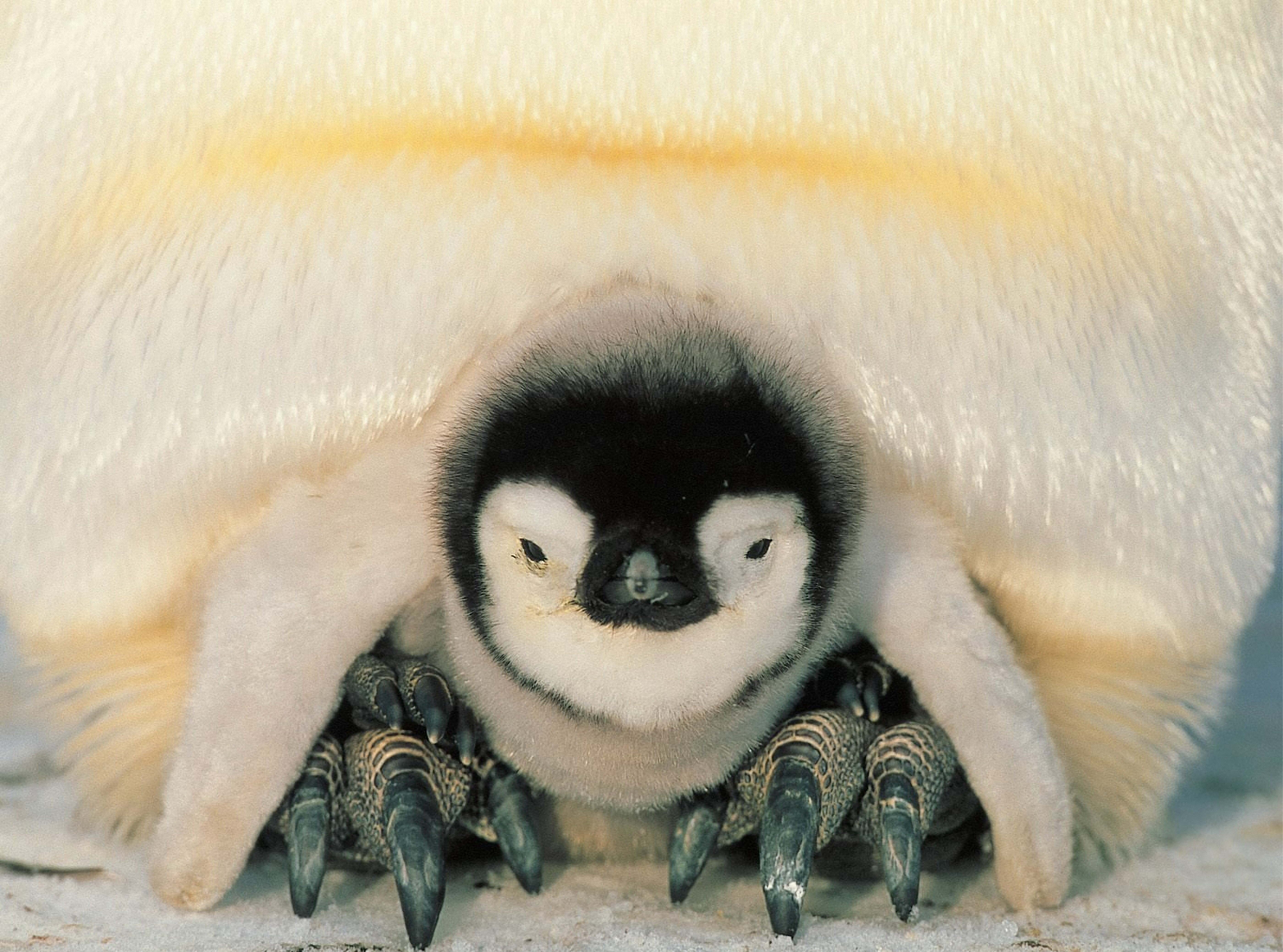 134763 Bild herunterladen tiere, pinguins, küken, pinguin, eingebettet, norden, kleiner pinguin - Hintergrundbilder und Bildschirmschoner kostenlos