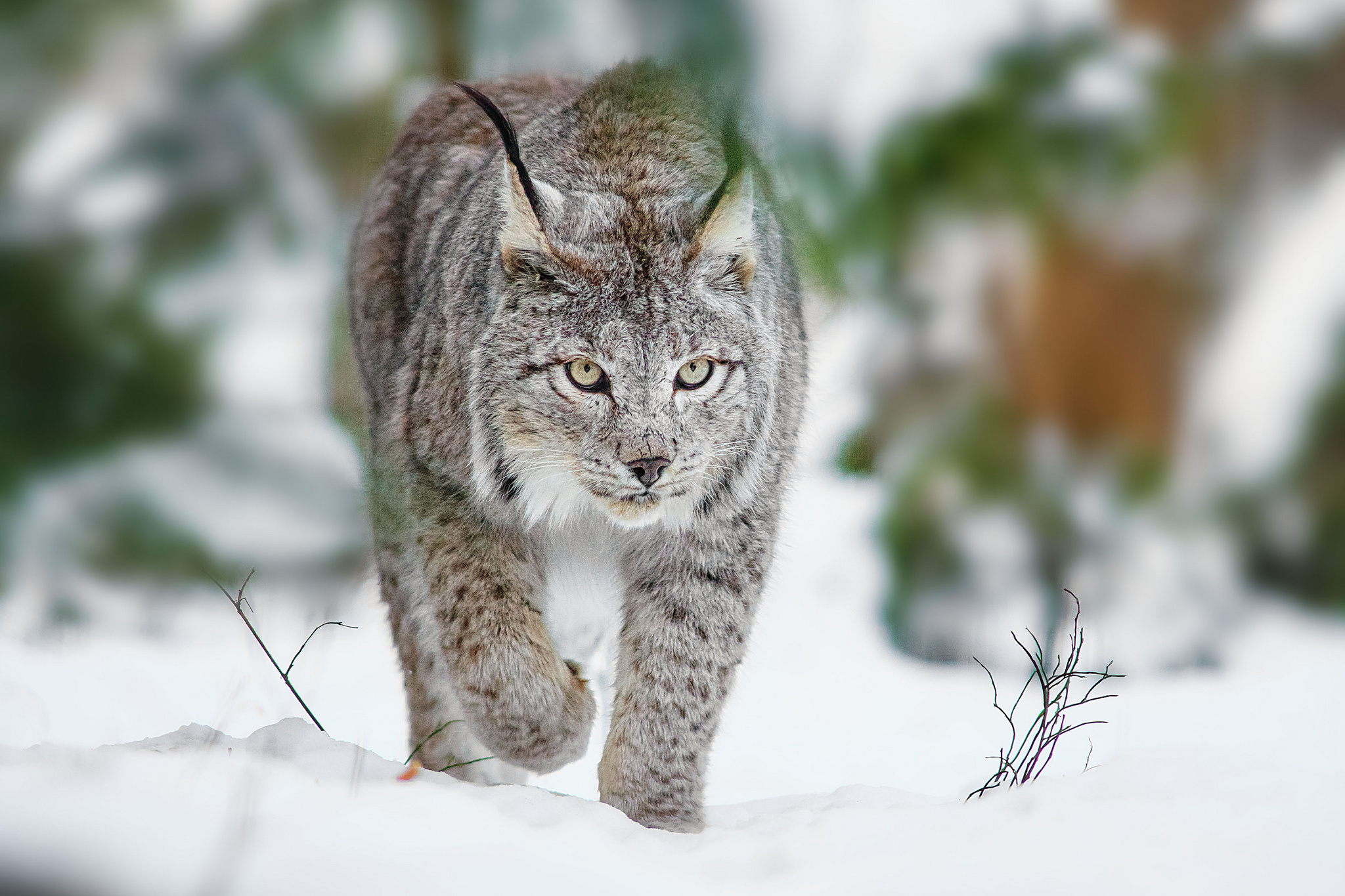 Обыкновенная Рысь Lynx Lynx