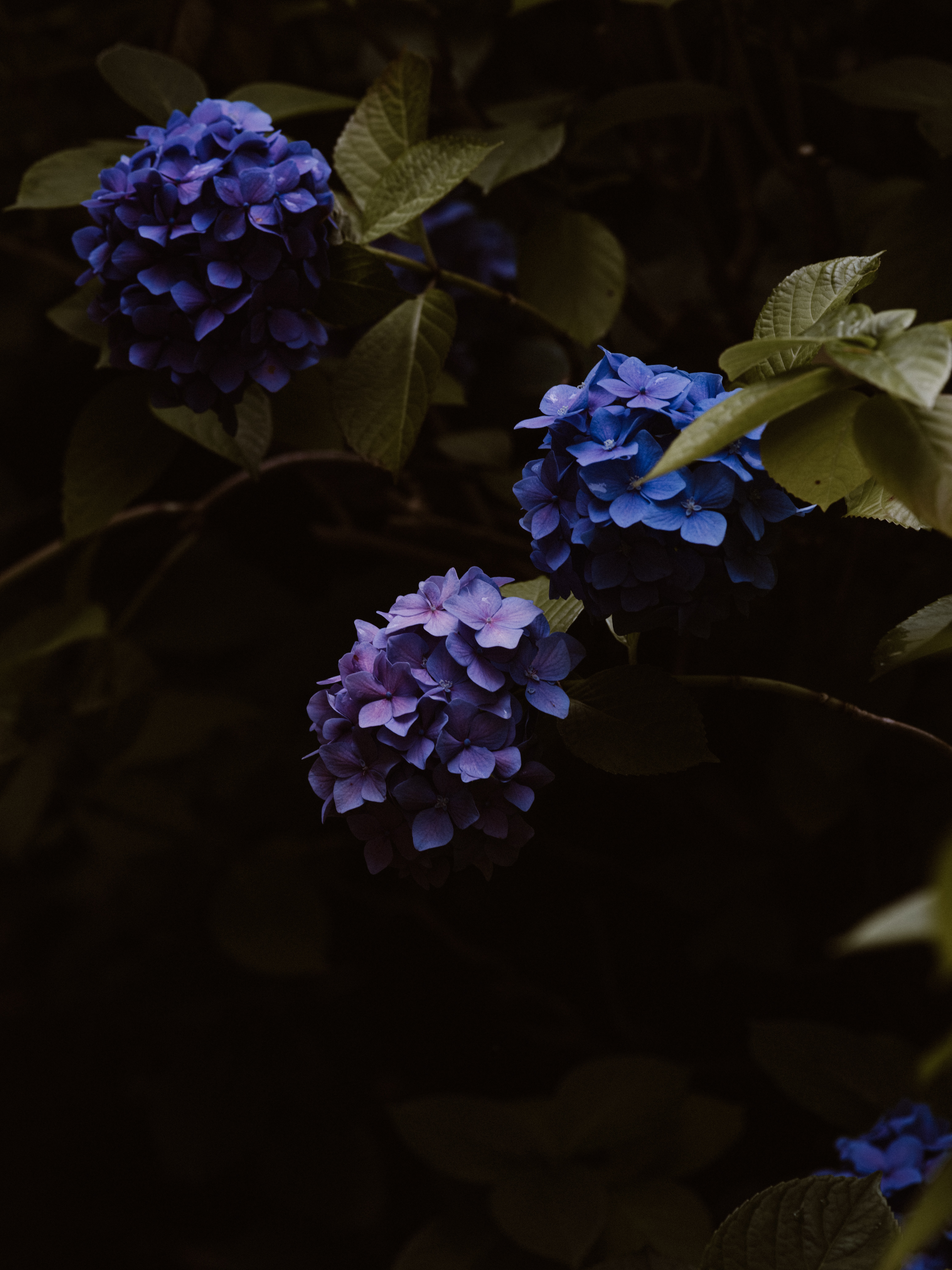 123008 Hintergrundbild herunterladen blühen, blumen, blau, blühenden, hortensie, blütenstände, blütenstand - Bildschirmschoner und Bilder kostenlos