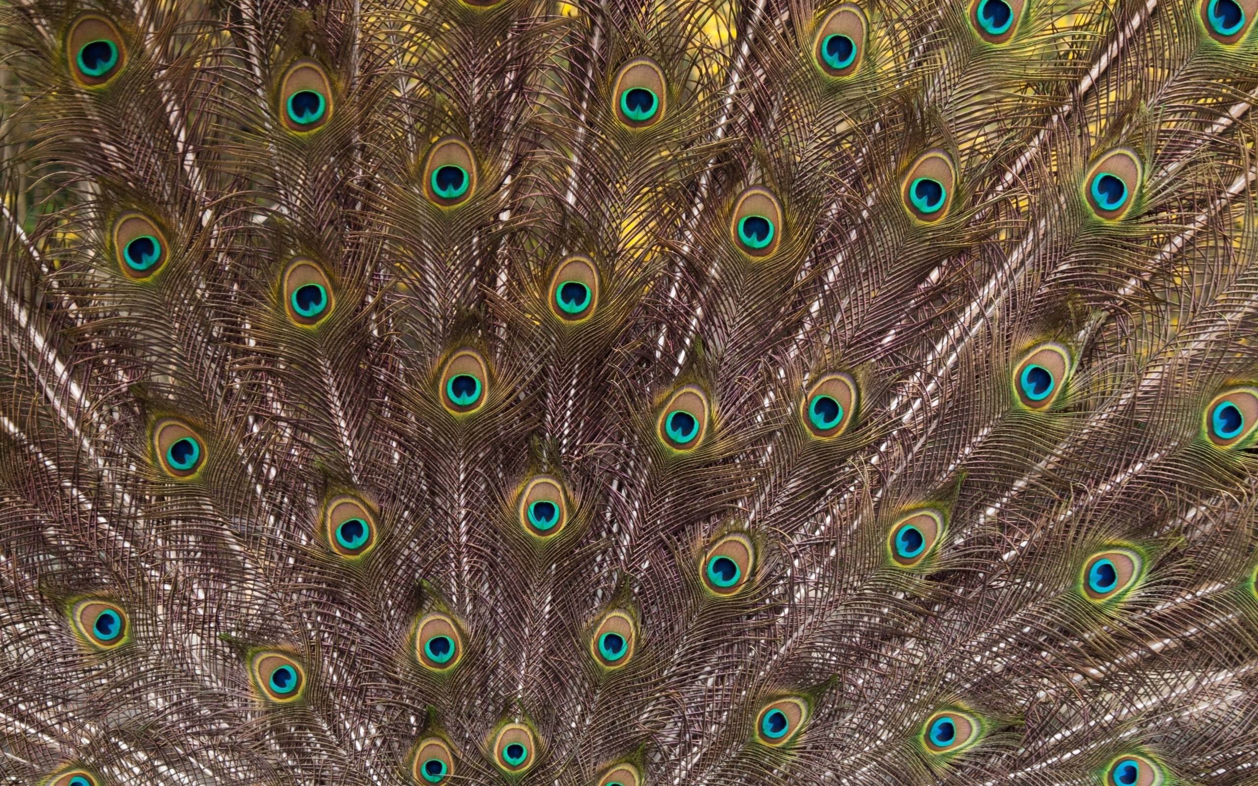 Mobile wallpaper: Birds, Feather, Animal, Peacock, 410912 download the  picture for free.