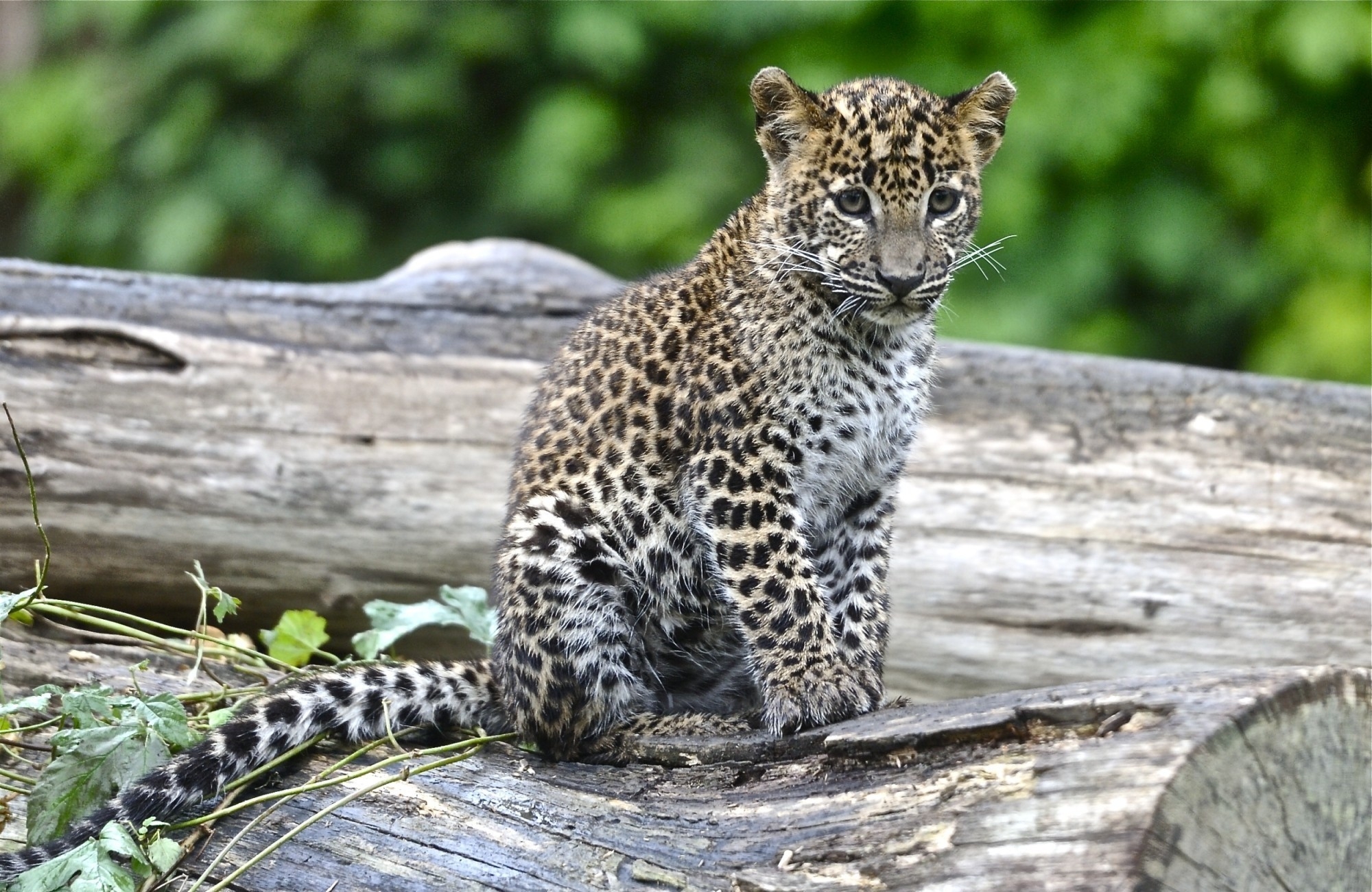 87537 Bild herunterladen tiere, junge, leopard, große katze, big cat, sicht, meinung, joey - Hintergrundbilder und Bildschirmschoner kostenlos