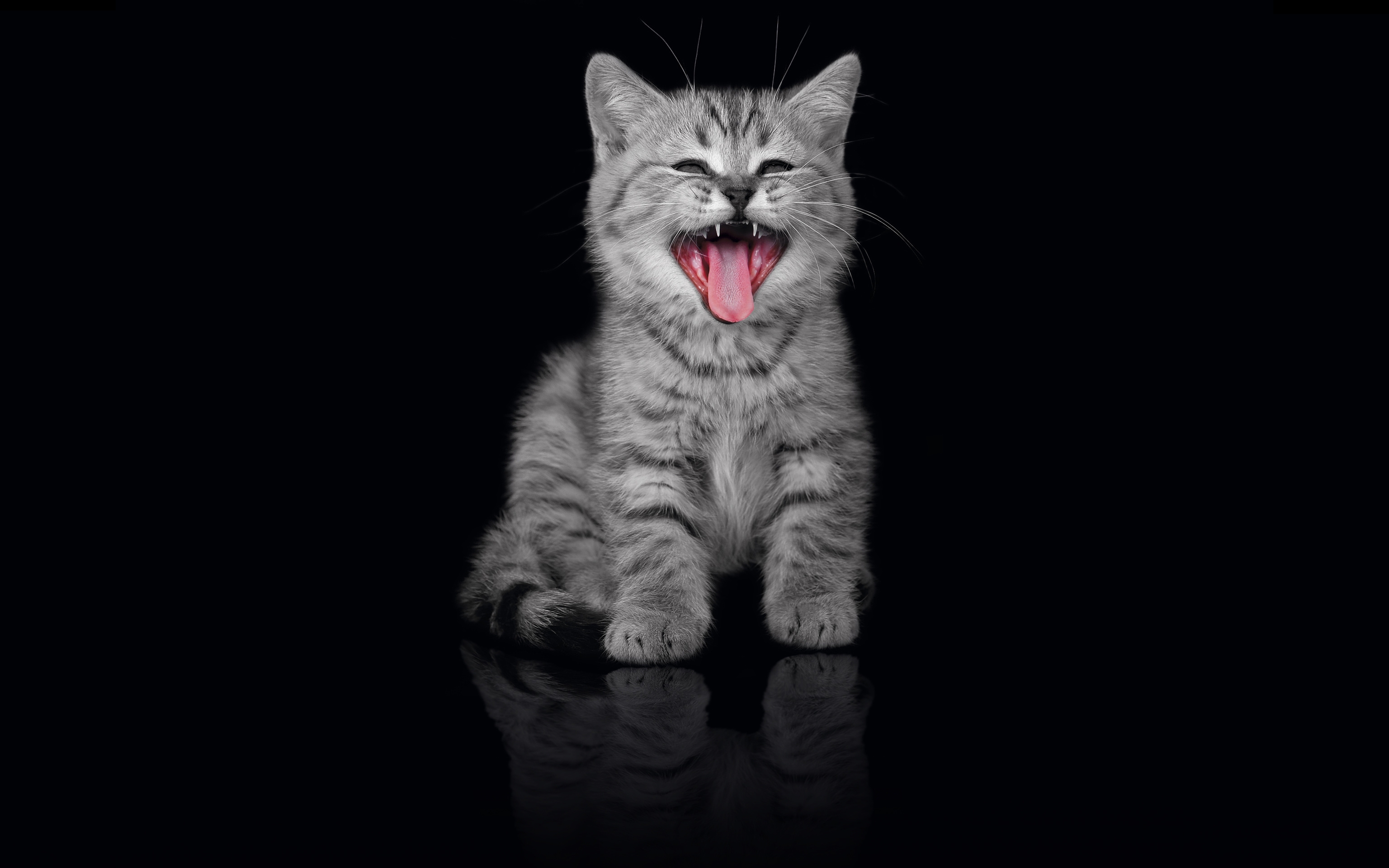 61645 Screensavers and Wallpapers Scream for phone. Download animals, kitty, kitten, dark background, open mouth, scream, cry pictures for free