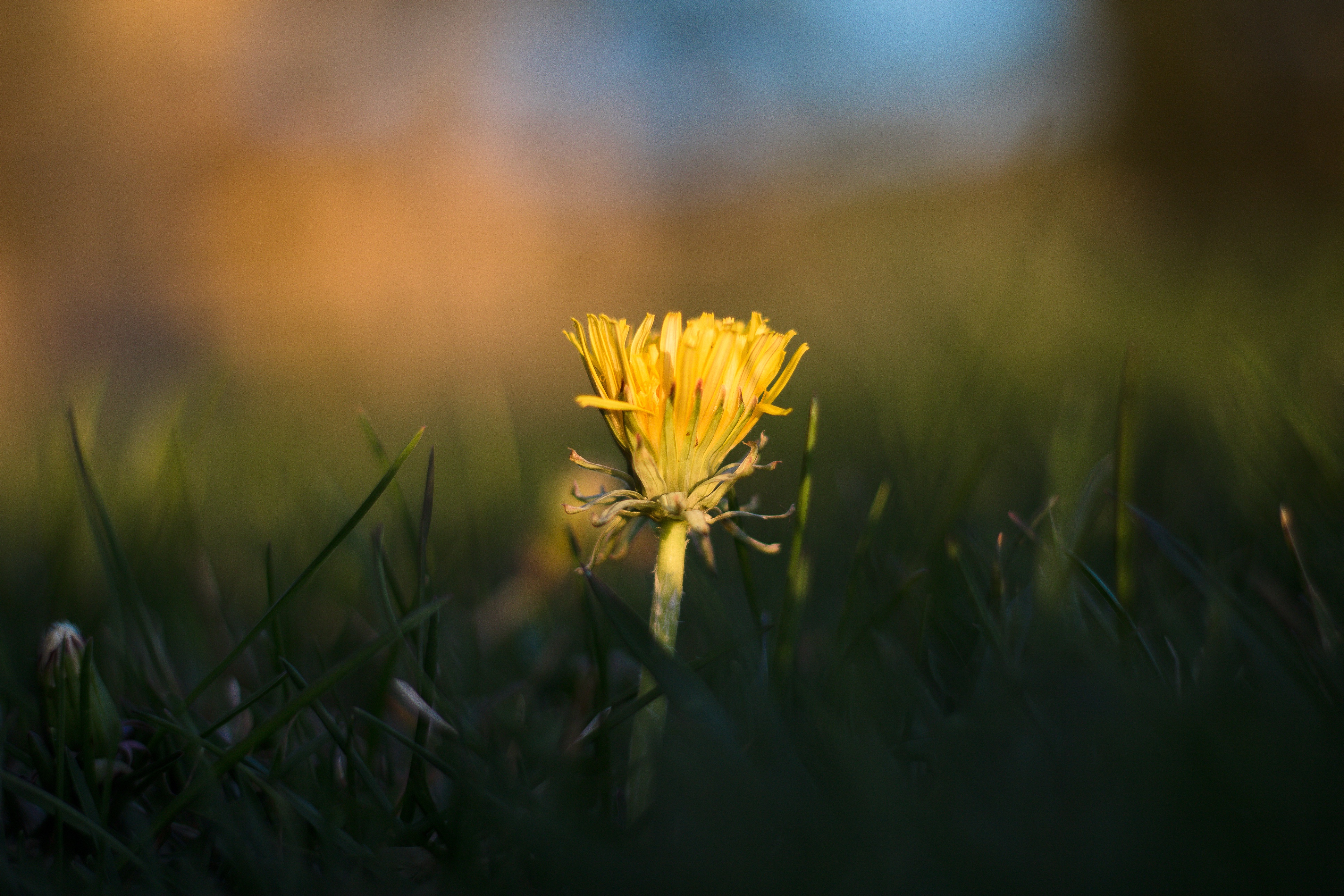 dandelion, flowers, grass, yellow 8K