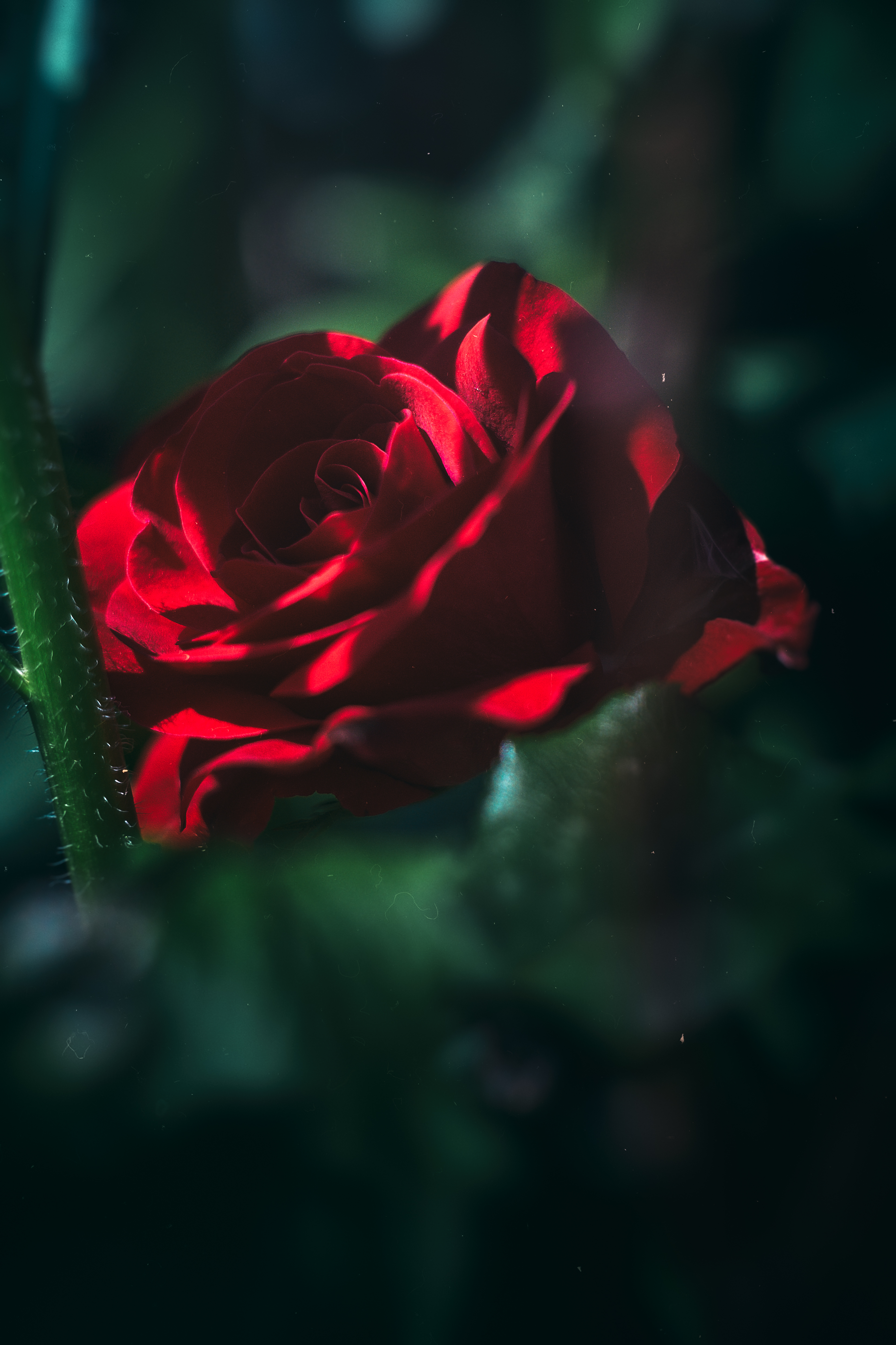 Laden Sie das Blumen, Rose, Knospe, Bud, Unschärfe, Glatt, Blühen, Blühenden, Garten-Bild kostenlos auf Ihren PC-Desktop herunter