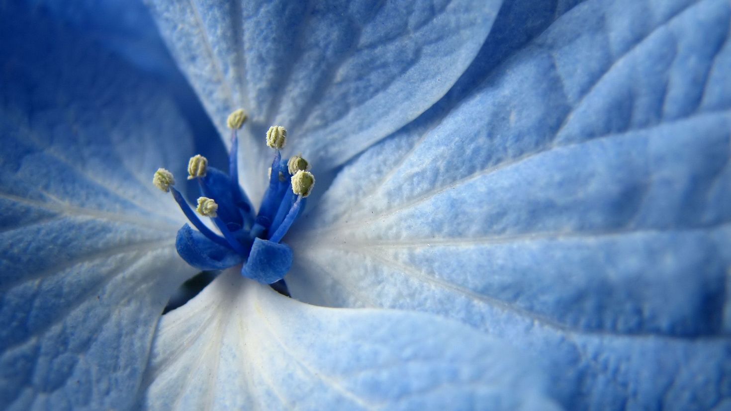 Синие цветы макро