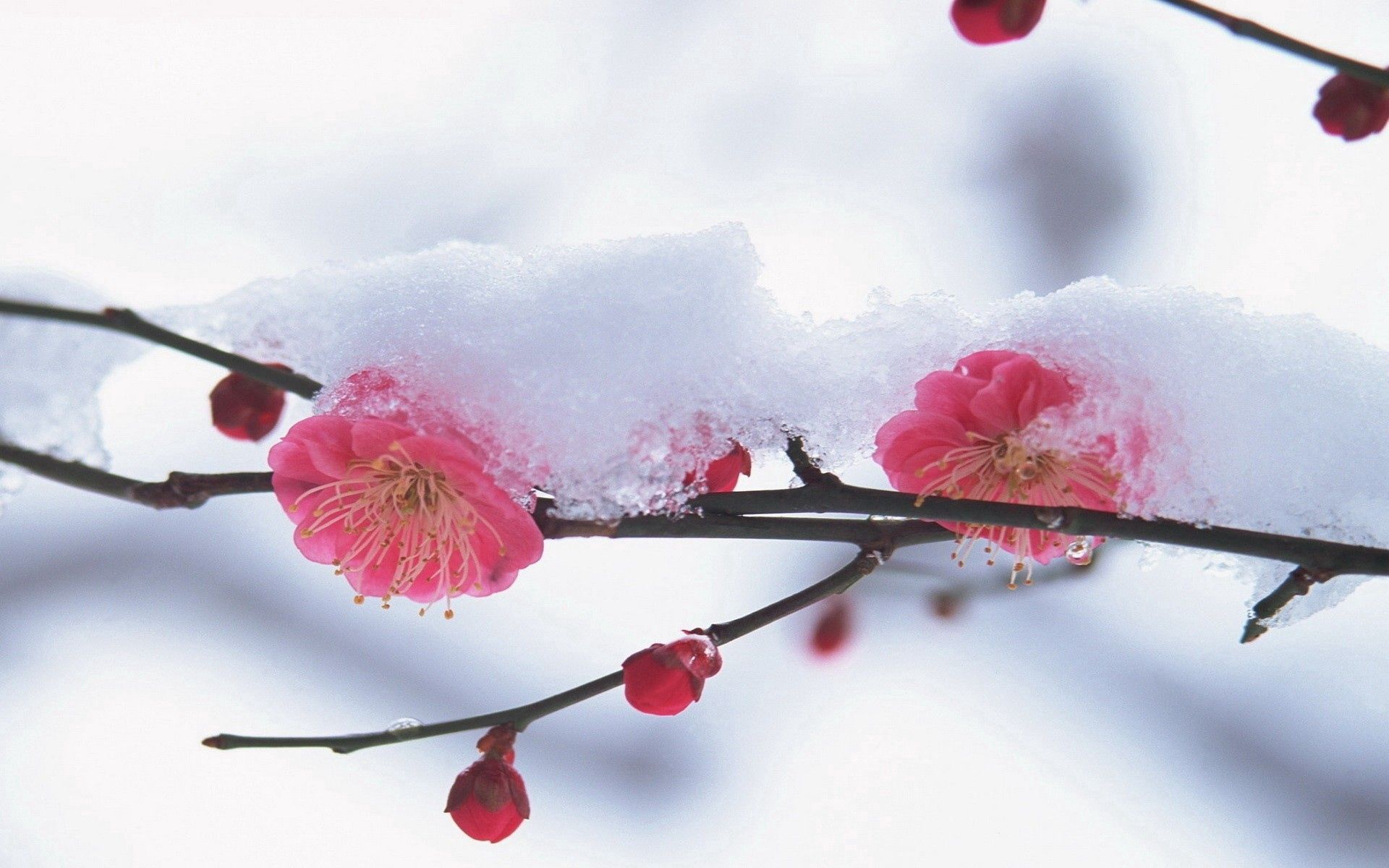 pink, winter, snow, flower HD Mobile