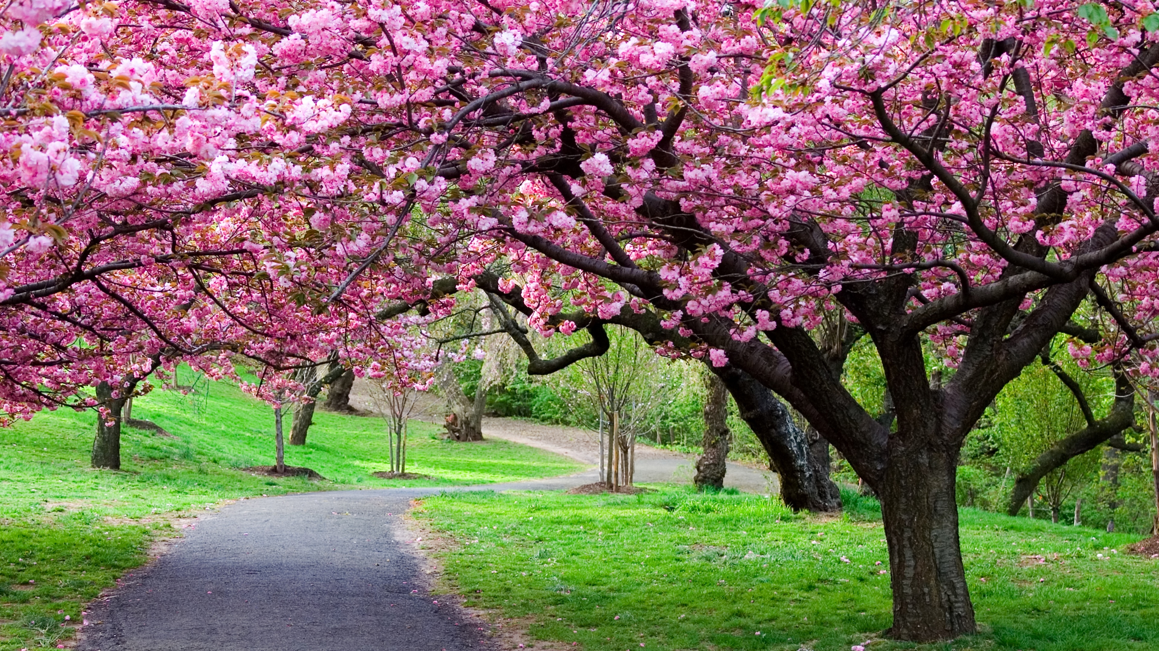park, sakura, japan, earth, cherry blossom, cherry tree, path, spring 8K