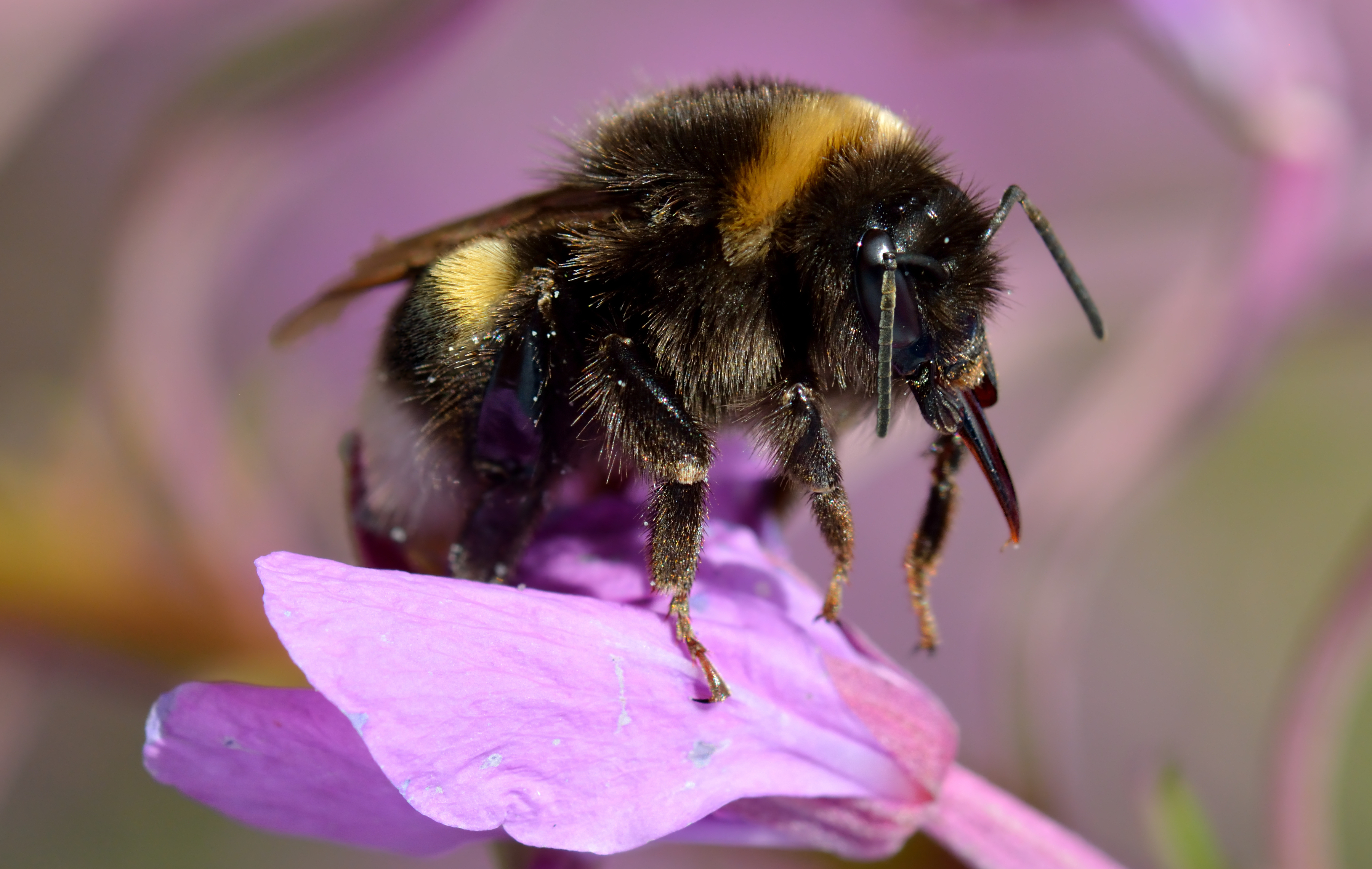 Bombus balteatus