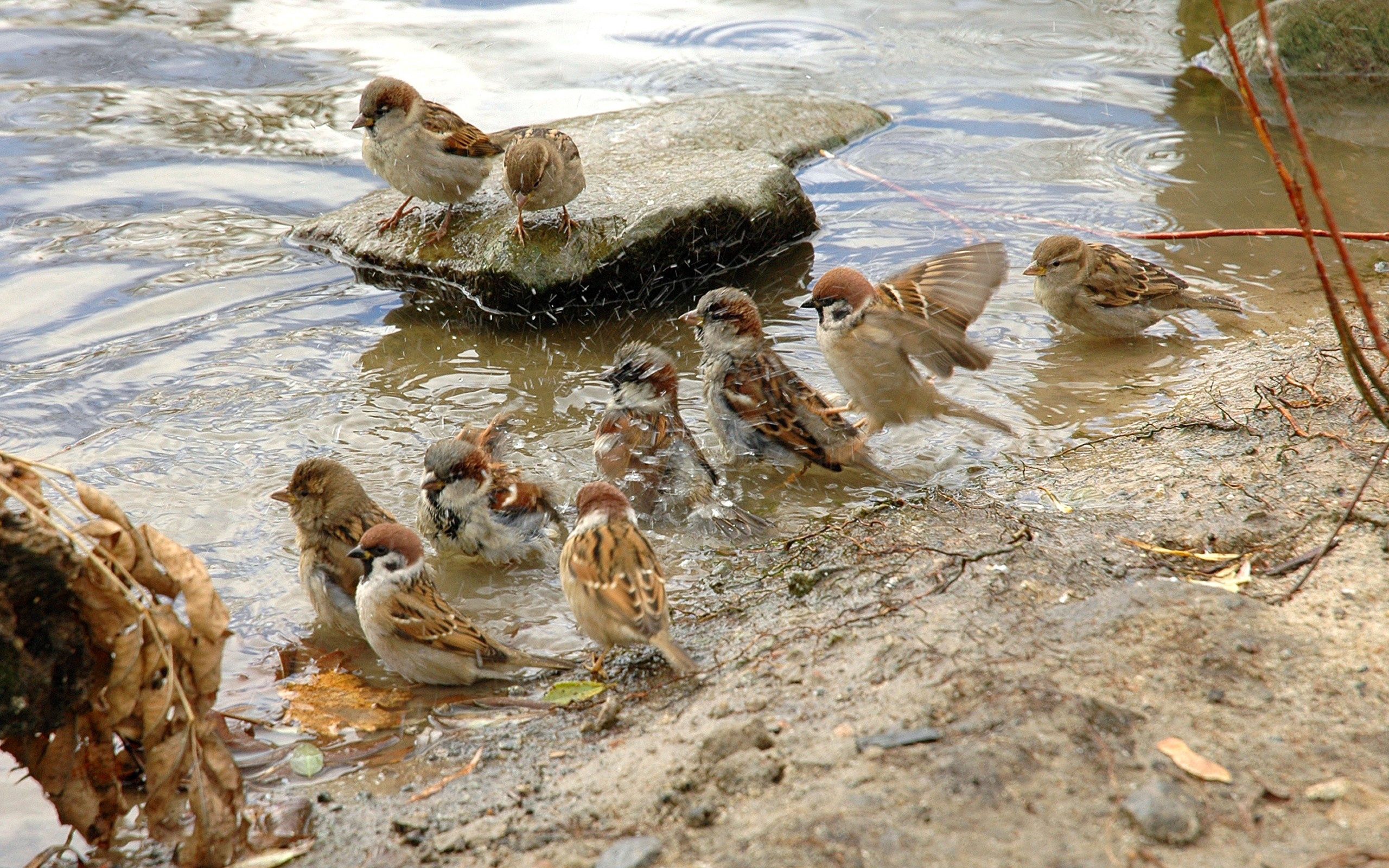 UHD wallpaper rivers, sparrows, thirst, animals