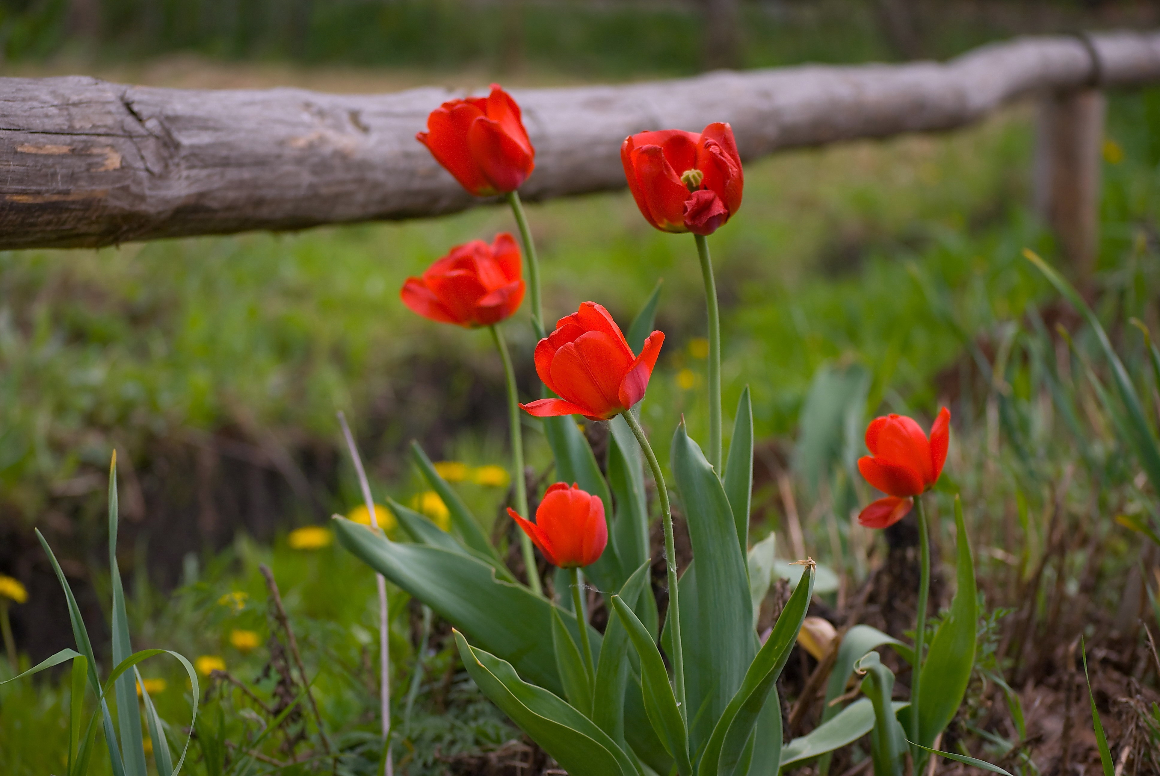 tulips, nature, flowers, grass, dandelions, fence