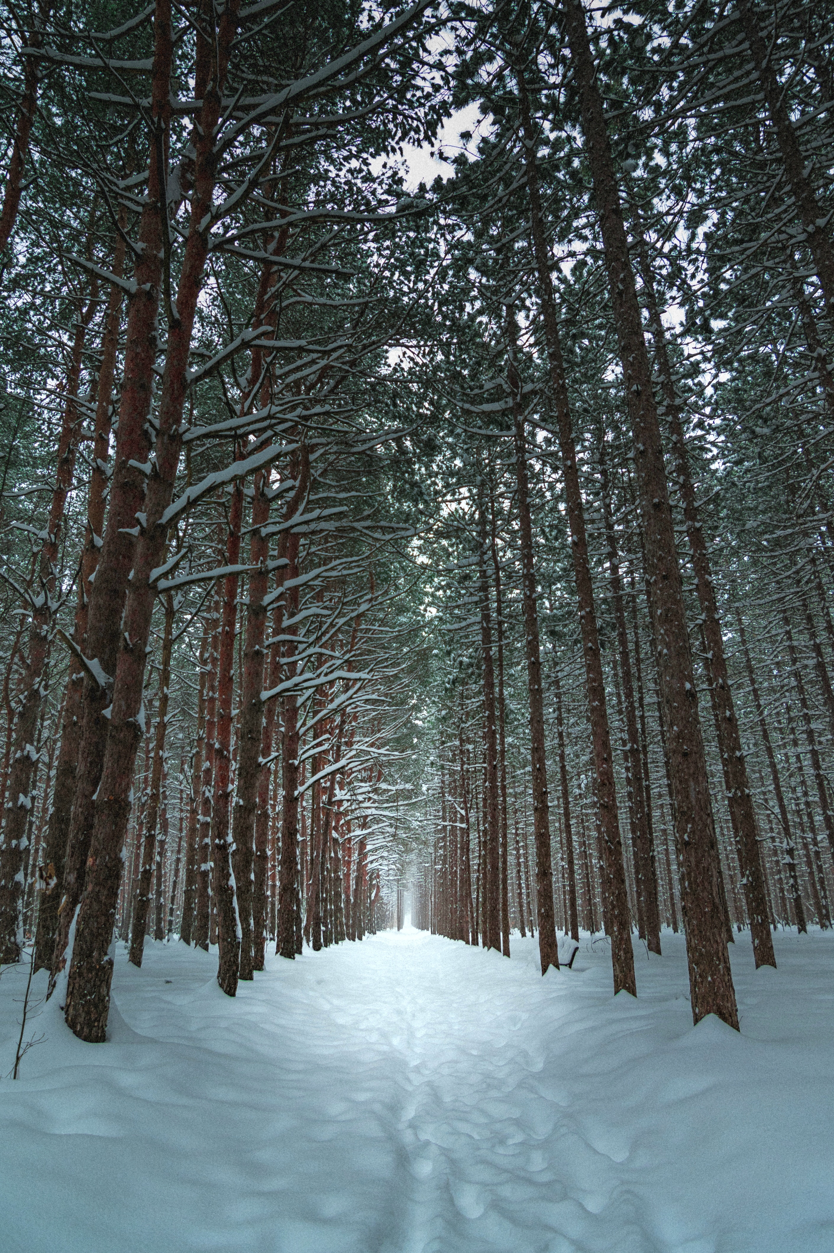Trail path, trees, nature, winter 4k Wallpaper