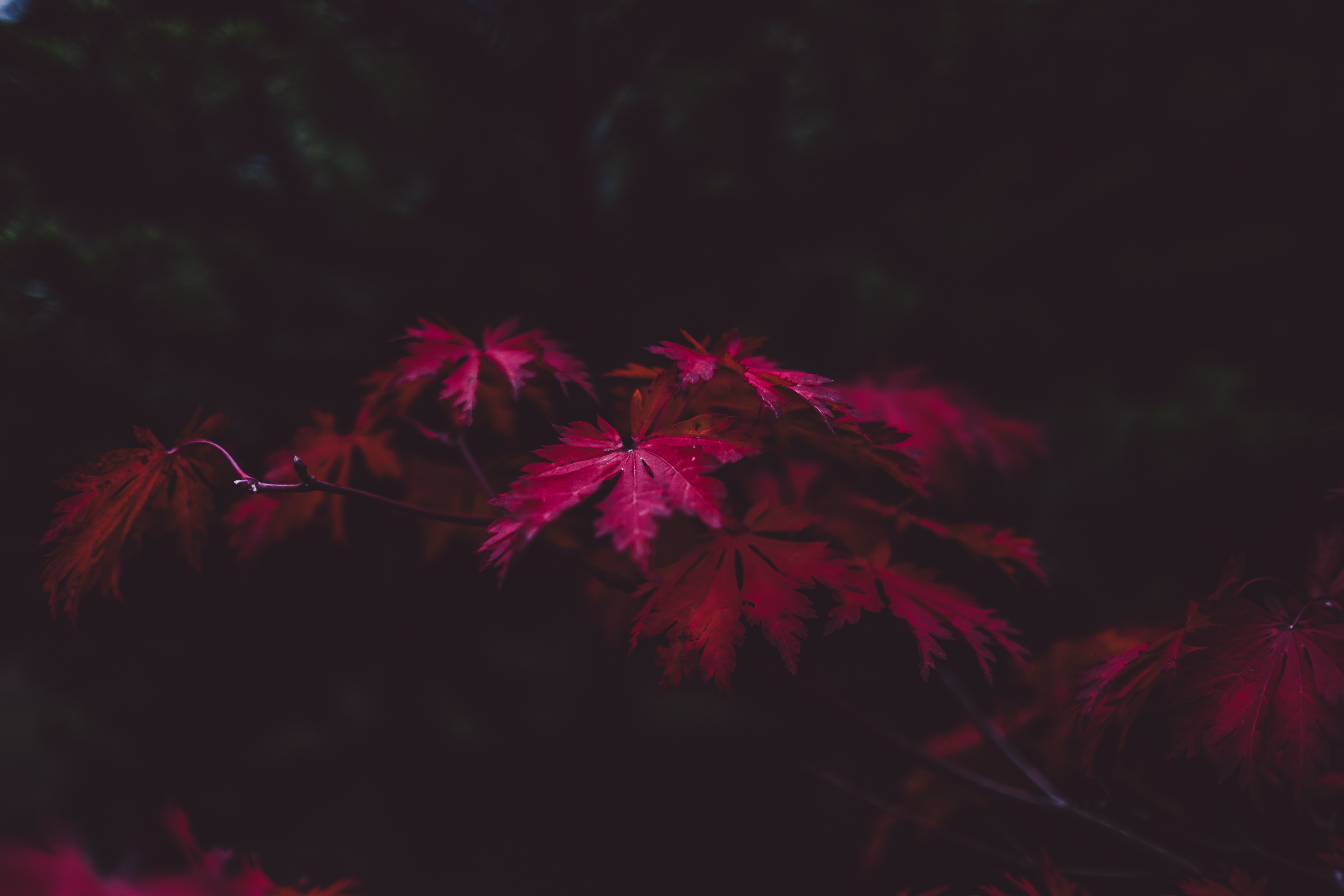 Cool HD Wallpaper nature, blur, autumn, branches