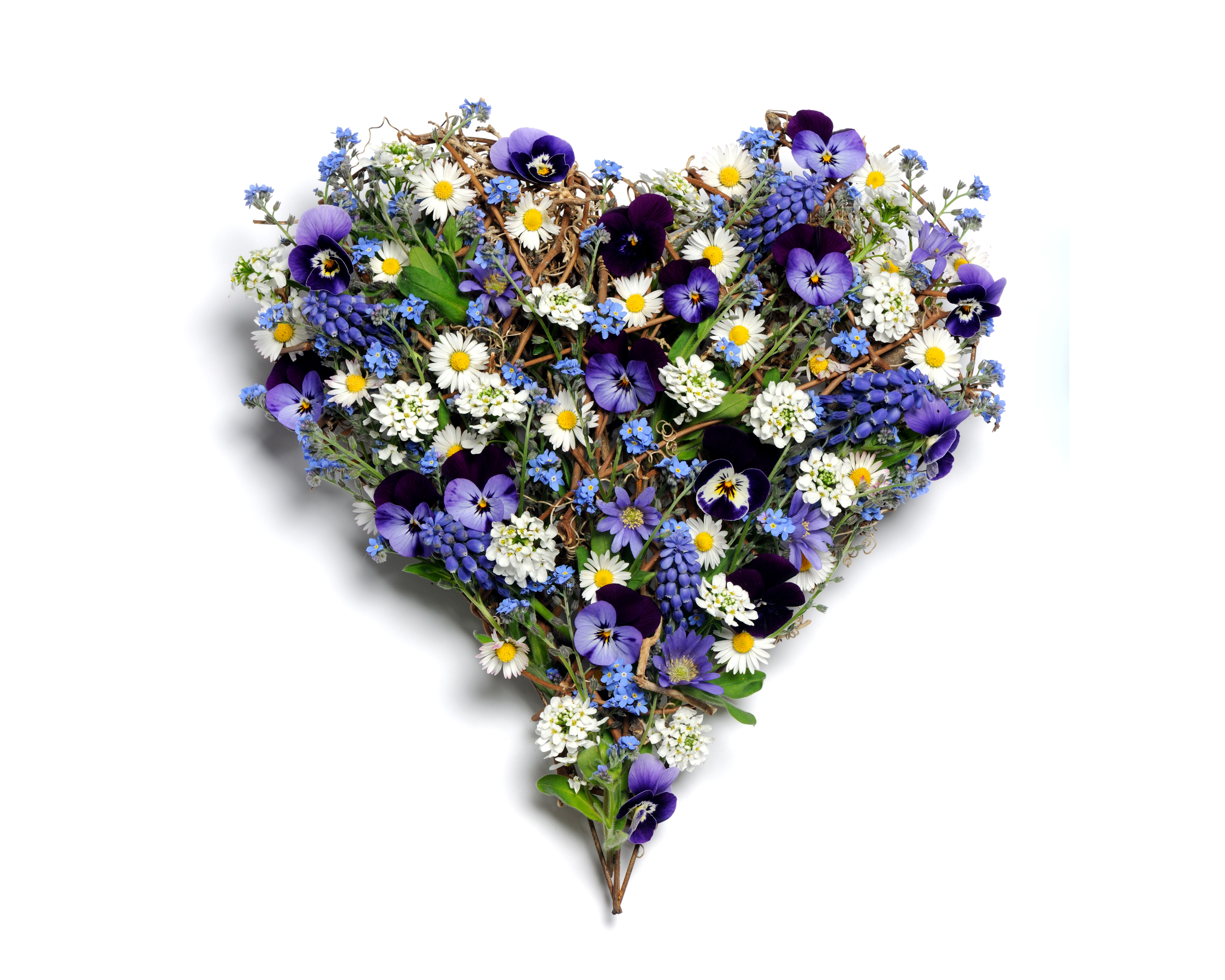 pansy, chamomile, man made, heart shaped, white flower, purple flower, flower