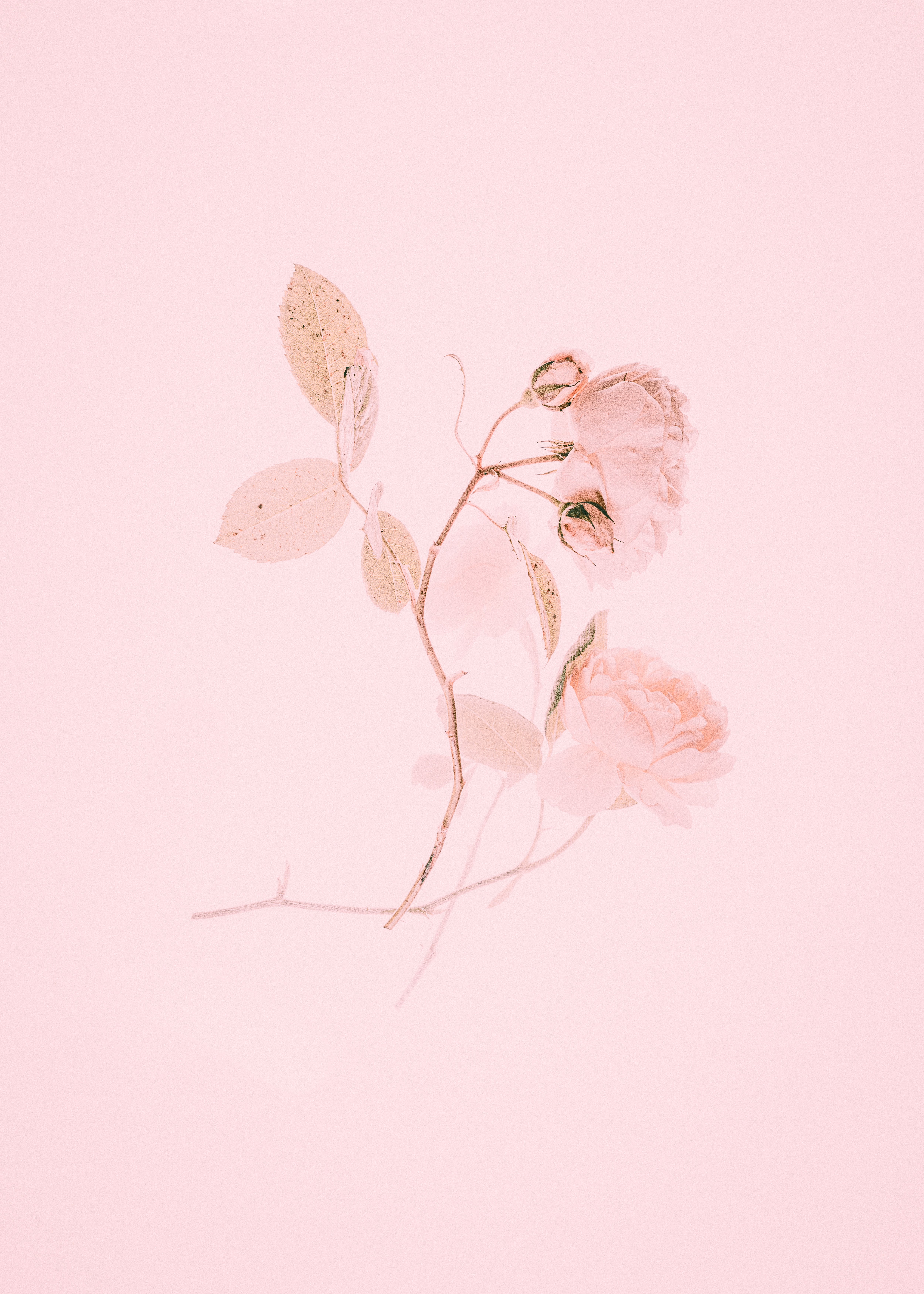 Handy-Wallpaper Blume, Rosa, Rose, Minimalismus, Ast, Zweig kostenlos herunterladen.