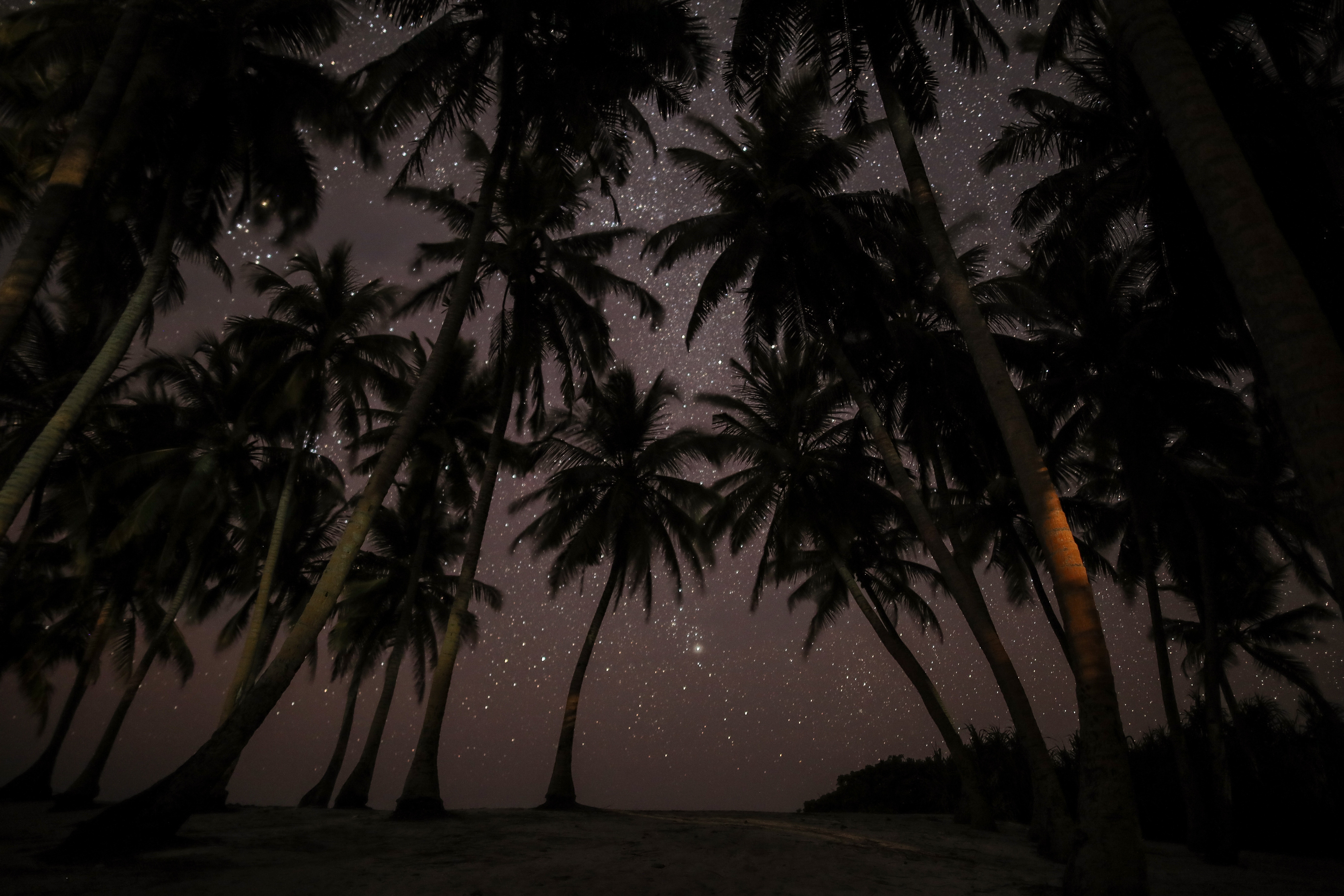 81315 скачать обои мальдивы, пальмы, тропики, природа, ночь, звездное небо - заставки и картинки бесплатно