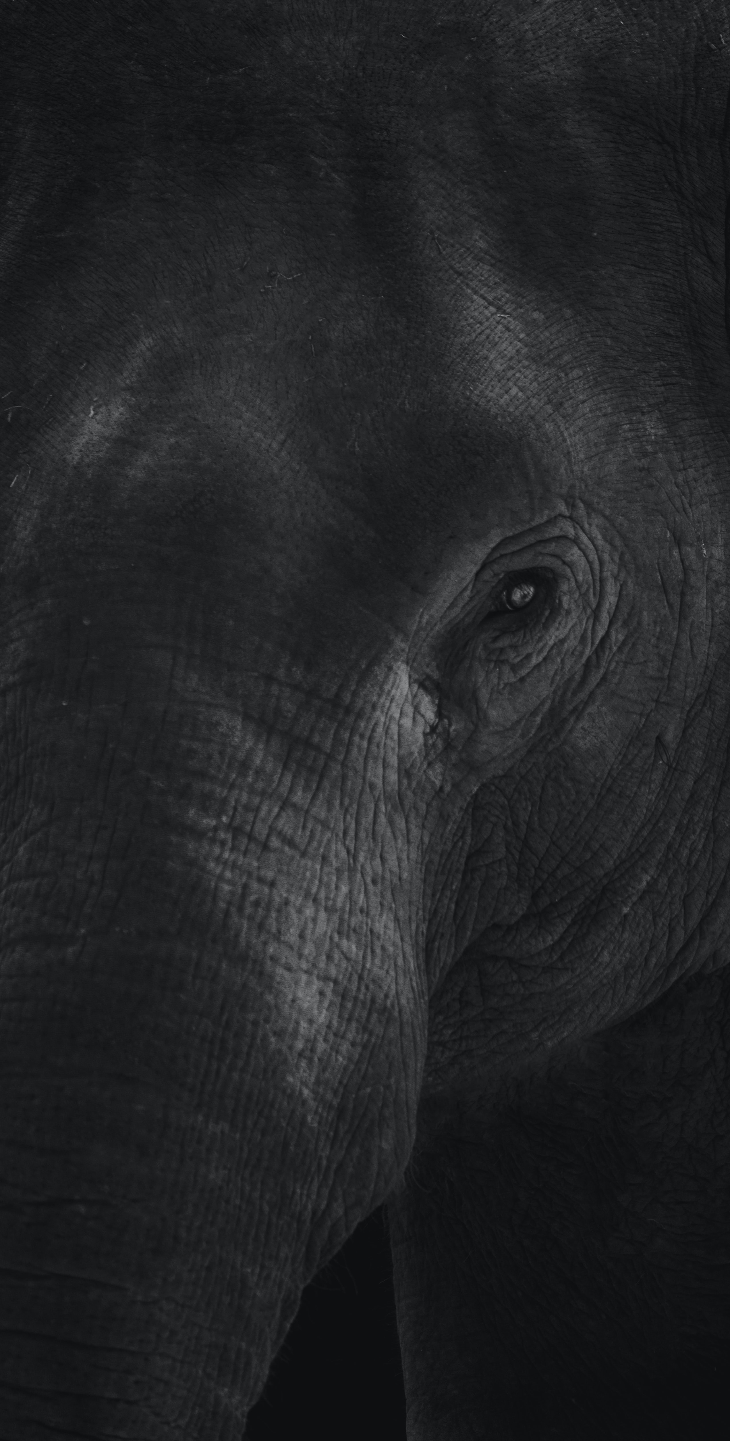 129844 Bildschirmschoner und Hintergrundbilder Elefant auf Ihrem Telefon. Laden Sie tiere, bw, chb, tier, elefant, elefanten, auge, leder, haut Bilder kostenlos herunter