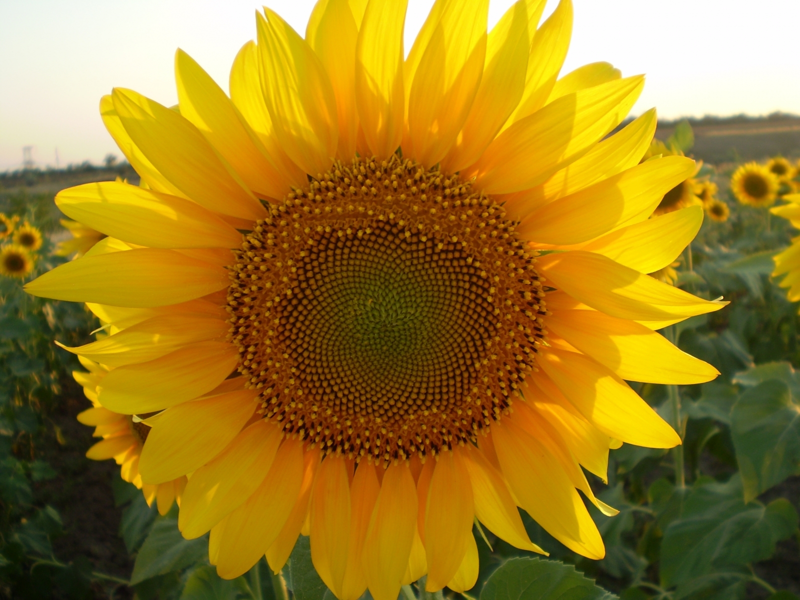 3317 Bild herunterladen pflanzen, sonnenblumen, gelb - Hintergrundbilder und Bildschirmschoner kostenlos