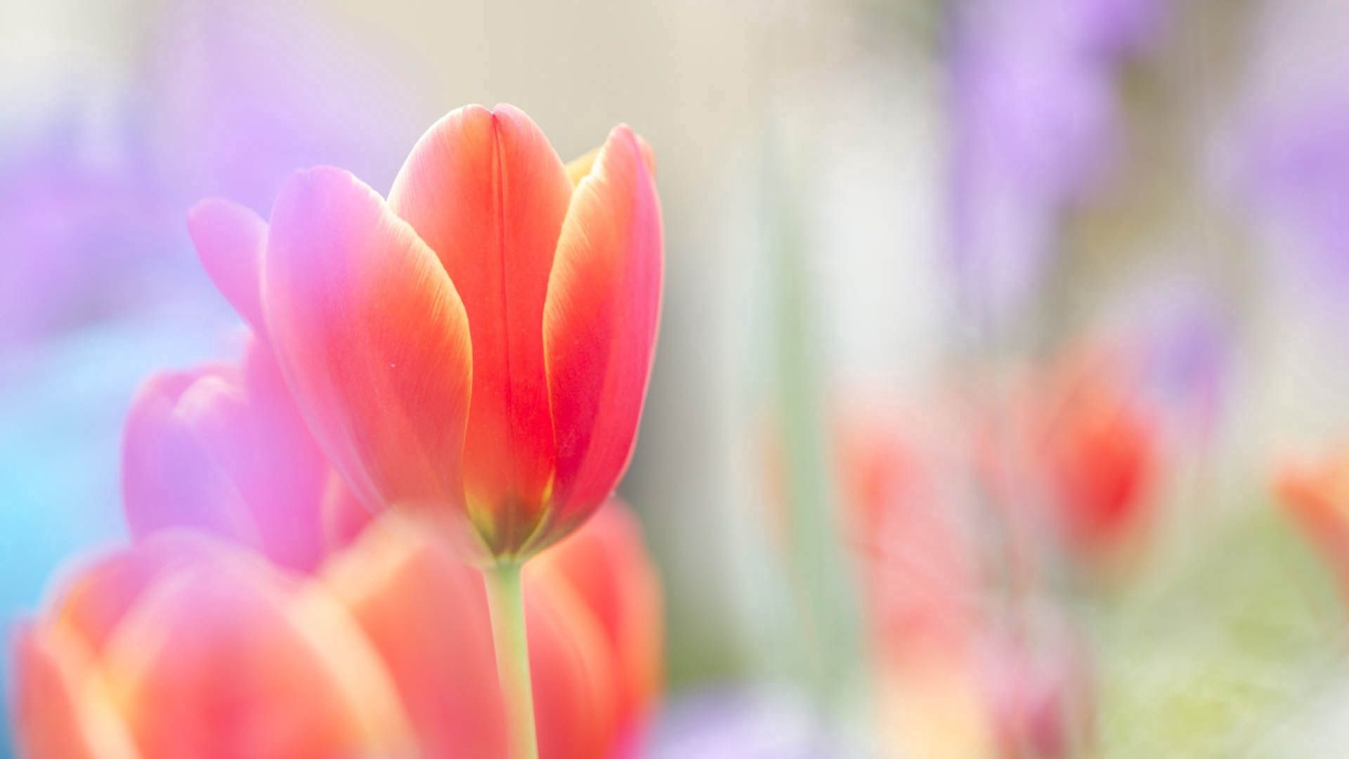 110511 Hintergrundbilder und Tulip Bilder auf dem Desktop. Laden Sie blume, tulpe, pflanze, makro Bildschirmschoner kostenlos auf den PC herunter