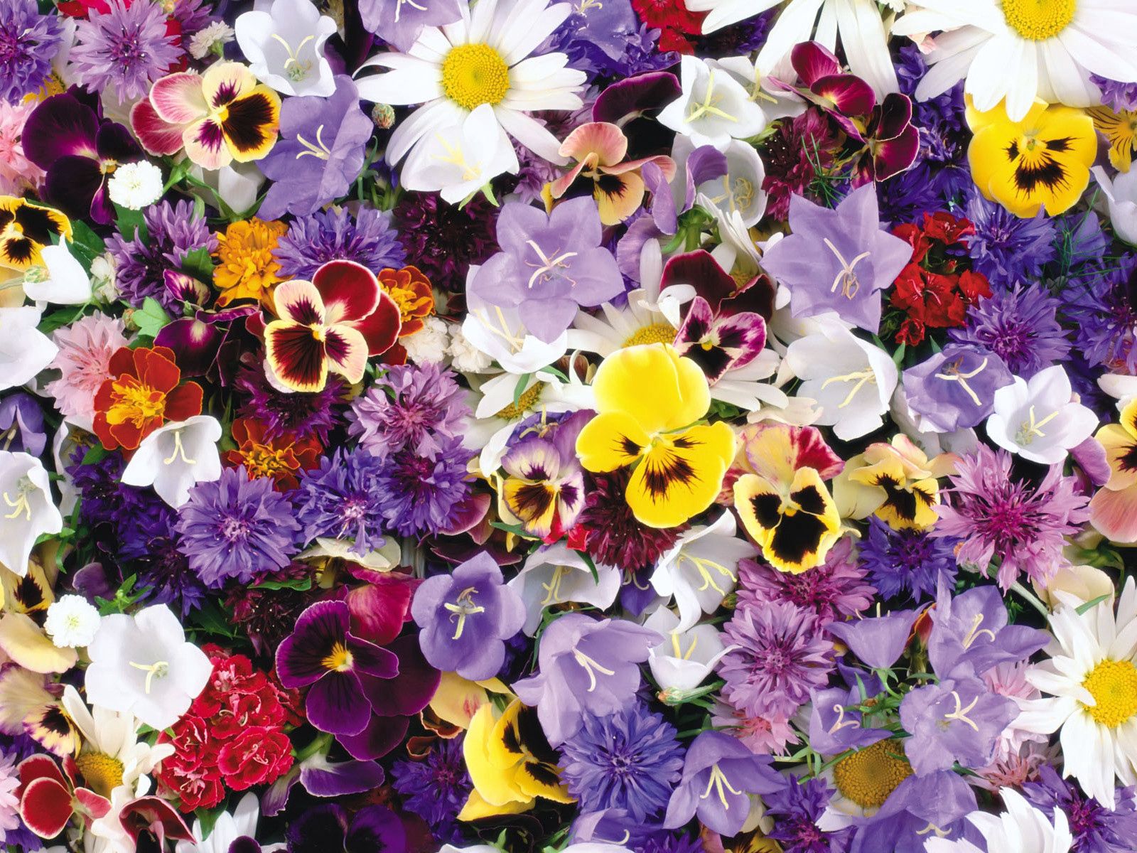 Laden Sie das Blumen, Stiefmütterchen, Glockenblumen, Kornblumen, Sortiert, Assorted-Bild kostenlos auf Ihren PC-Desktop herunter