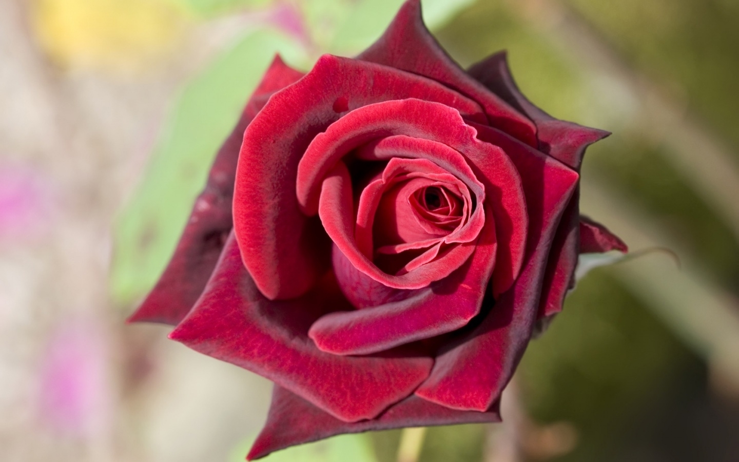 3055 Salvapantallas y fondos de pantalla Roses en tu teléfono. Descarga imágenes de rojo, flores, plantas gratis