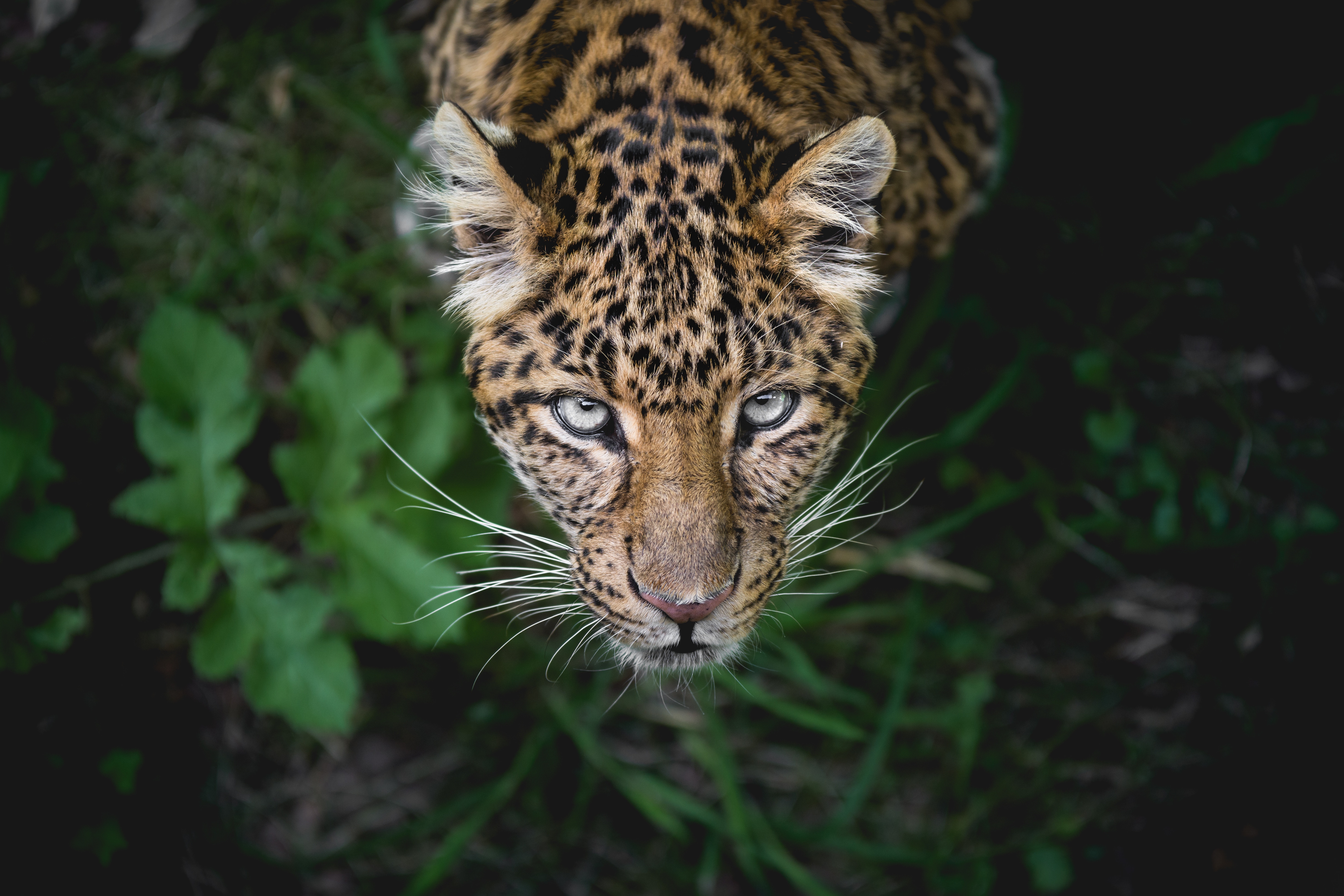 55054 Bild herunterladen tiere, leopard, schnauze, raubtier, predator, sicht, meinung - Hintergrundbilder und Bildschirmschoner kostenlos
