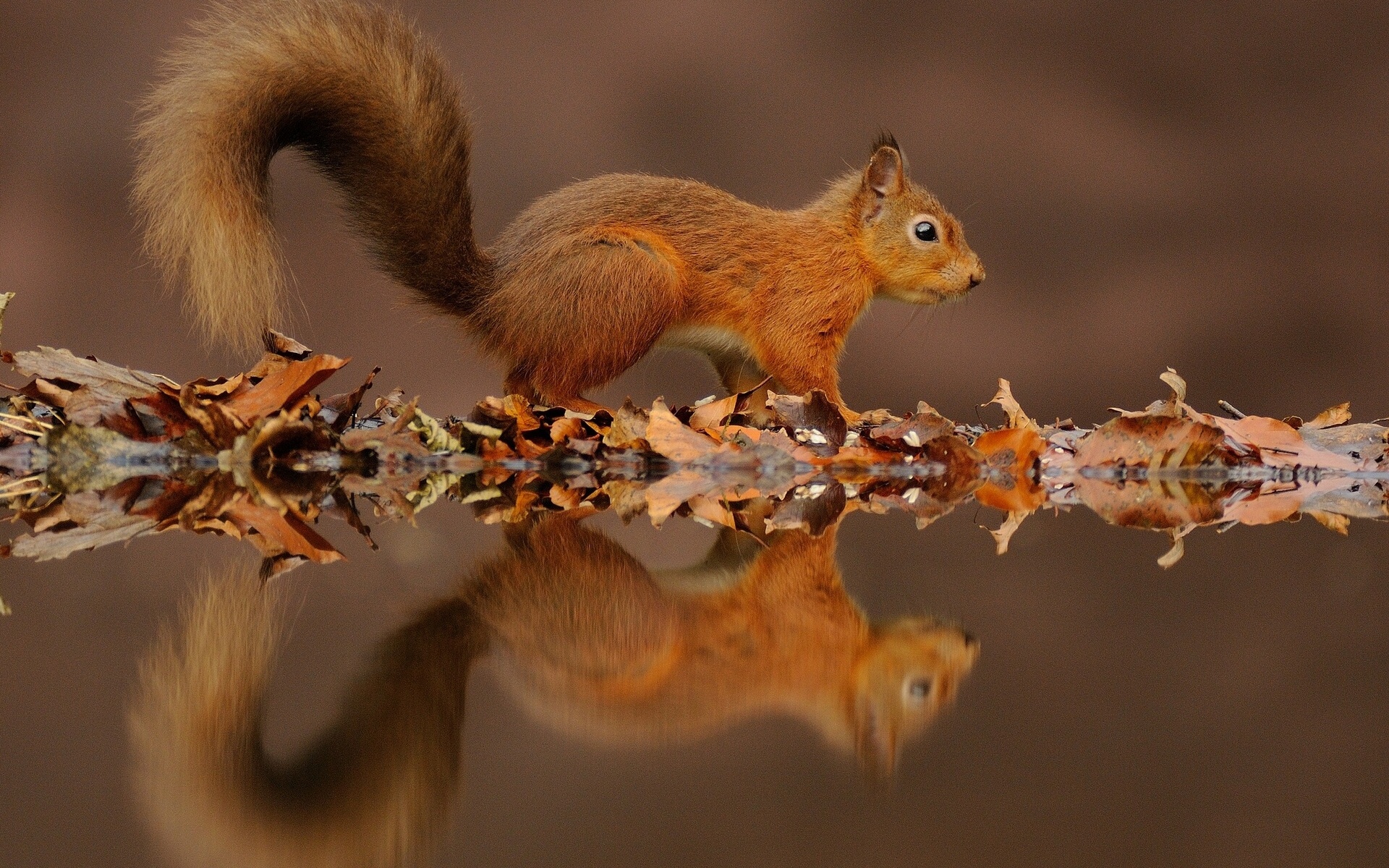 iPhone Wallpapers  Squirrel