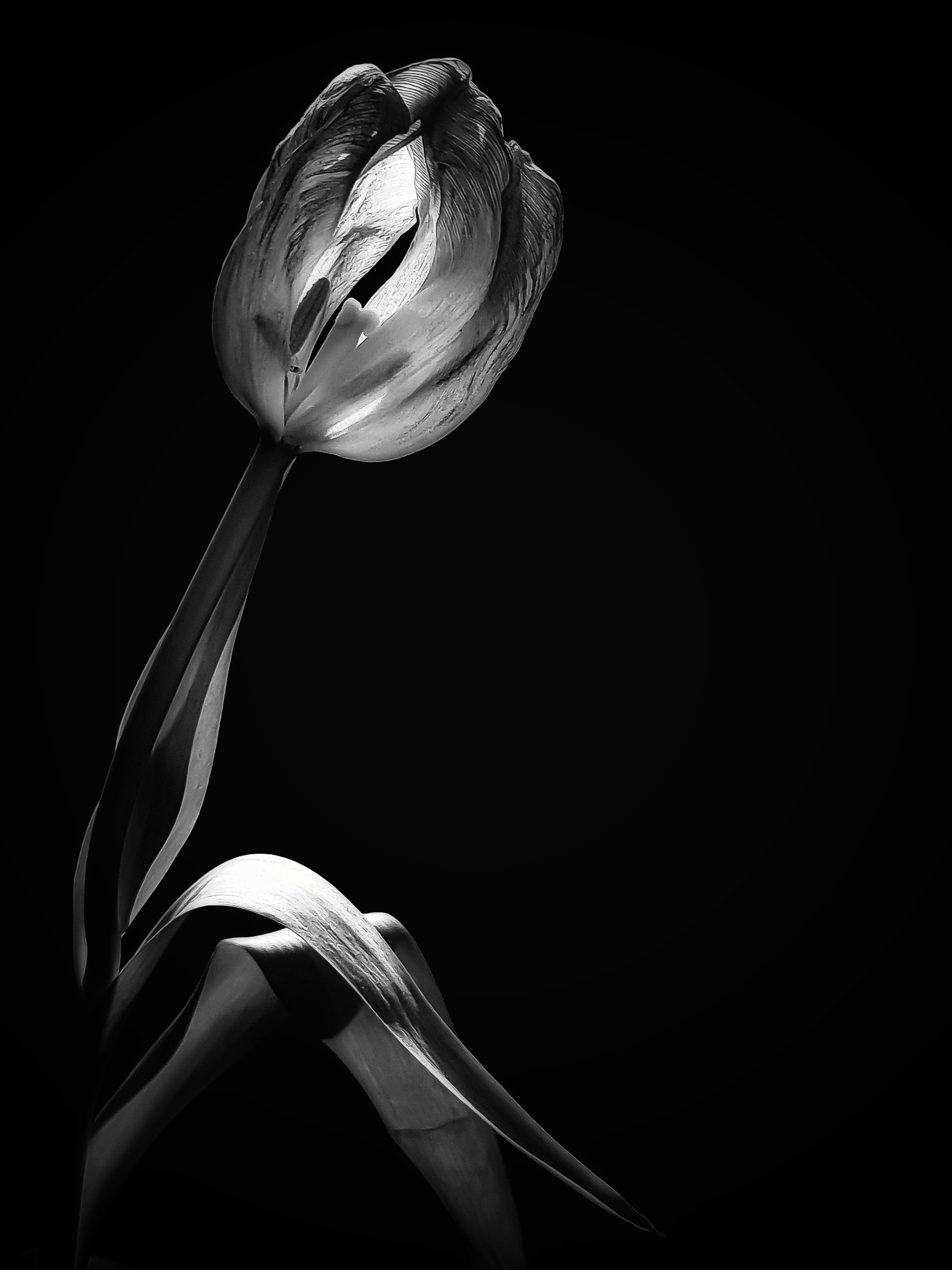 76662 Hintergrundbild herunterladen schwarz, blume, das schwarze, schwarz und weiß, tulpe, tulip, schwarz-weiß - Bildschirmschoner und Bilder kostenlos
