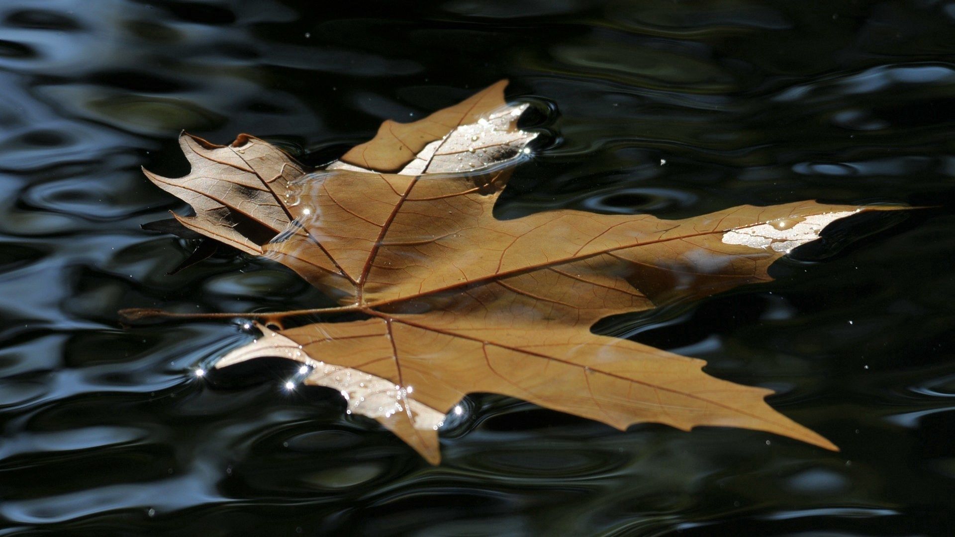 Cool HD Wallpaper leaf, wet, water, maple