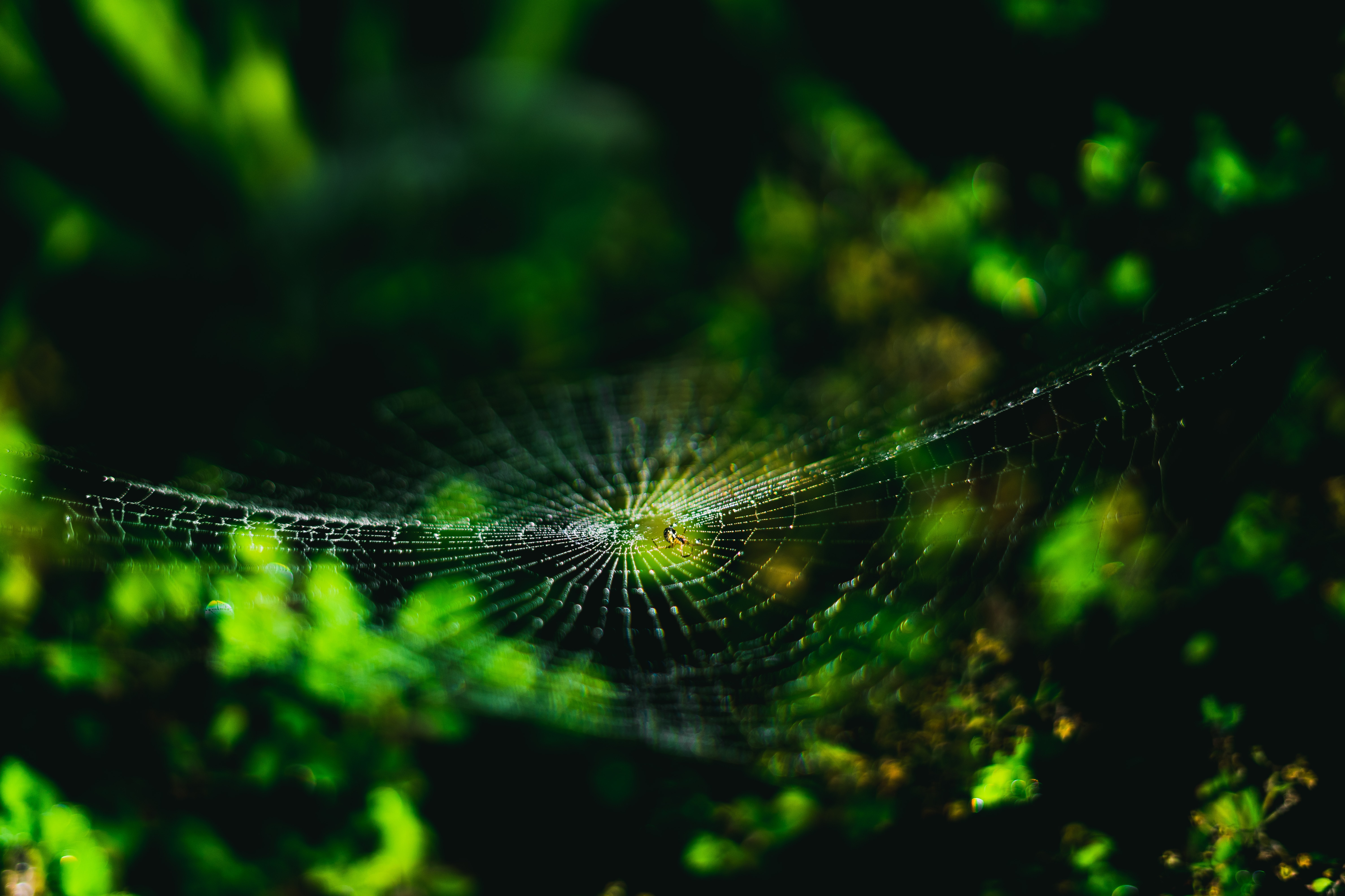 web, macro, close-up, spider