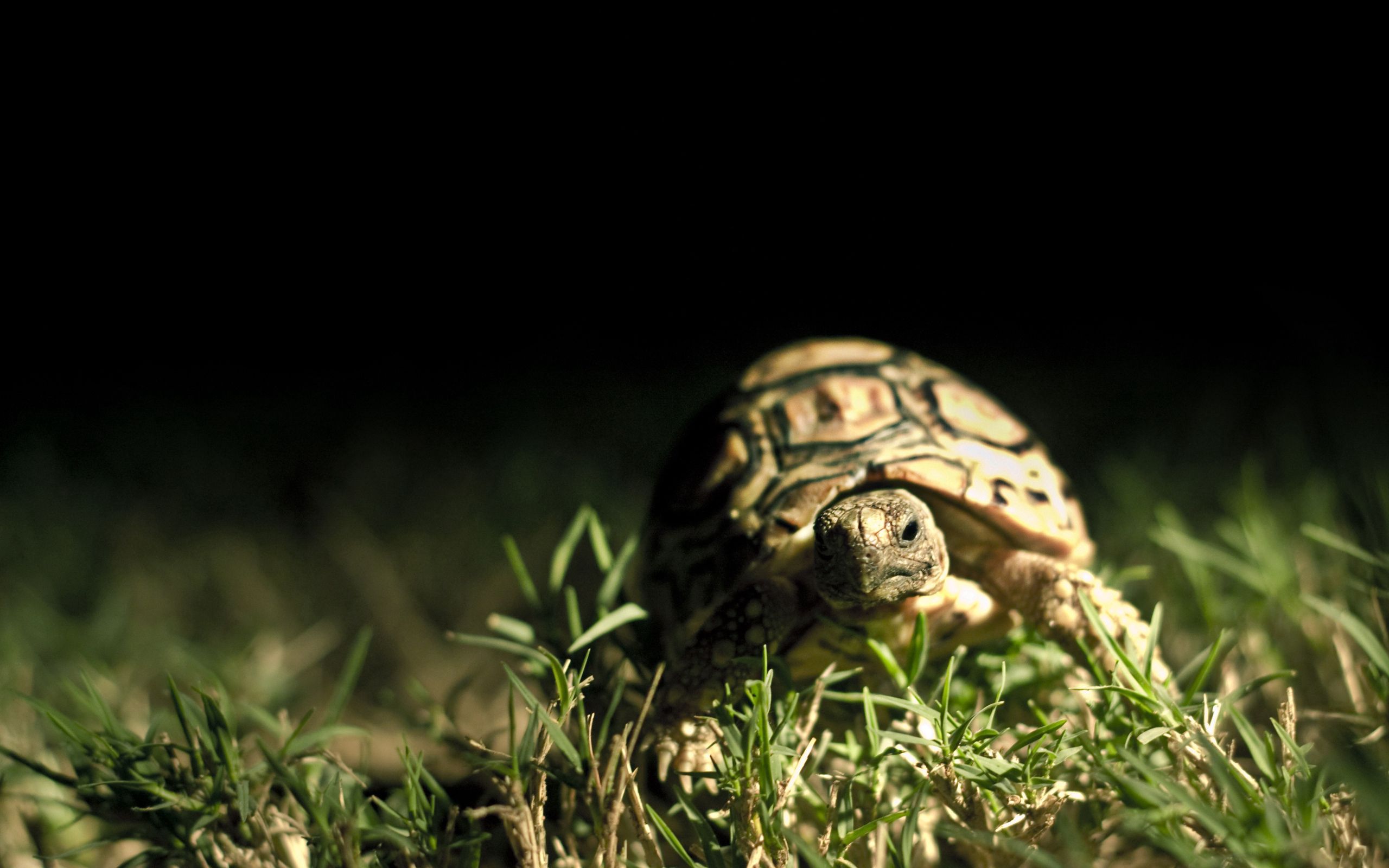 turtle, animals, grass, macro, dark background, carapace, shell 4K
